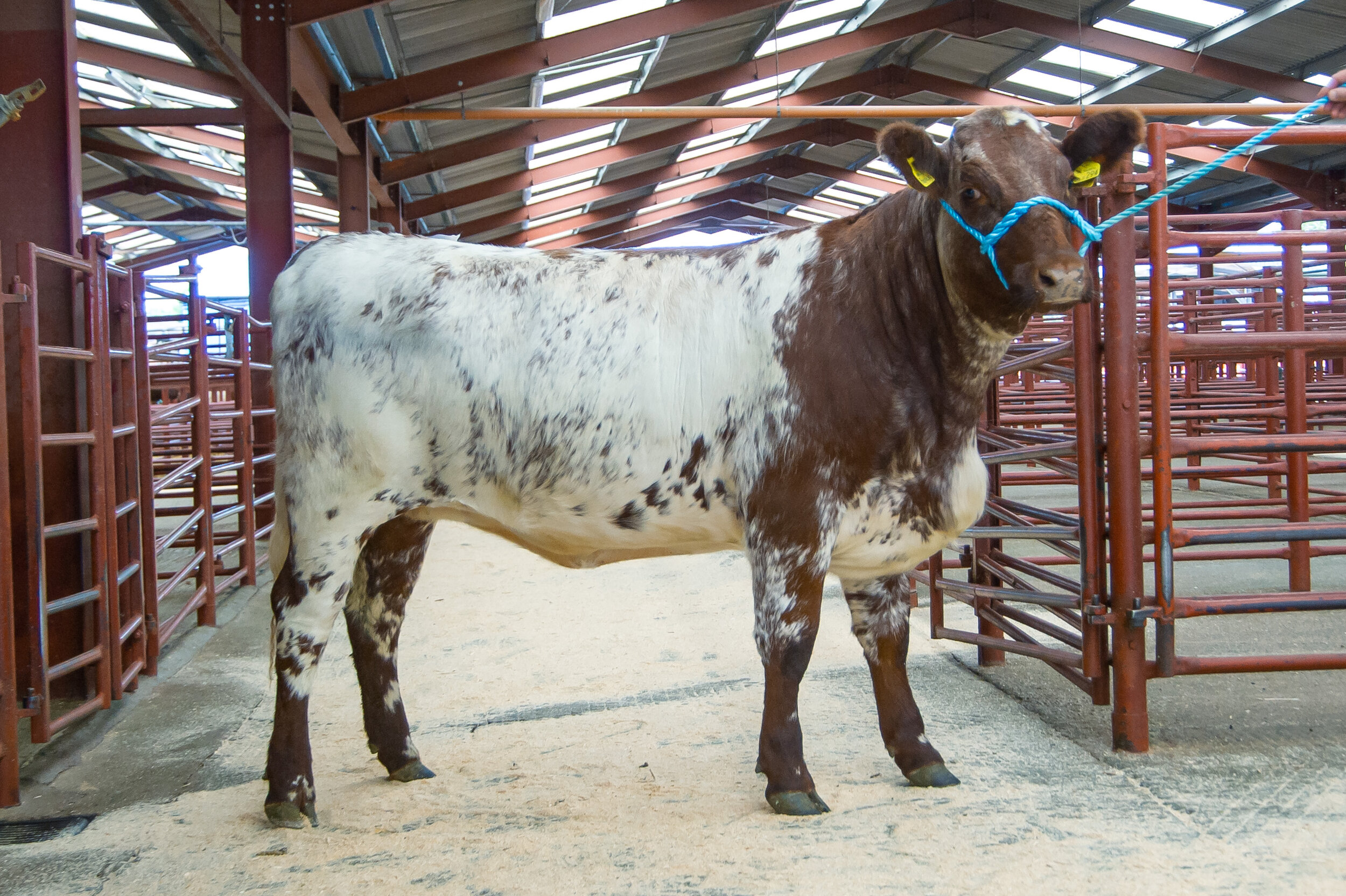 10 Lot 12 sold for 2000 gns heifer from H and N Sloan.jpg