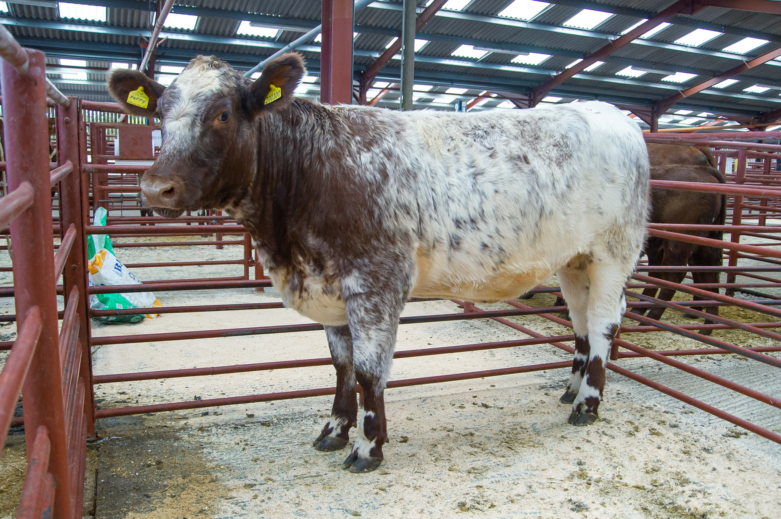 11 Lot 17 sold for 2000 gns from M E and T D Tailford.jpg