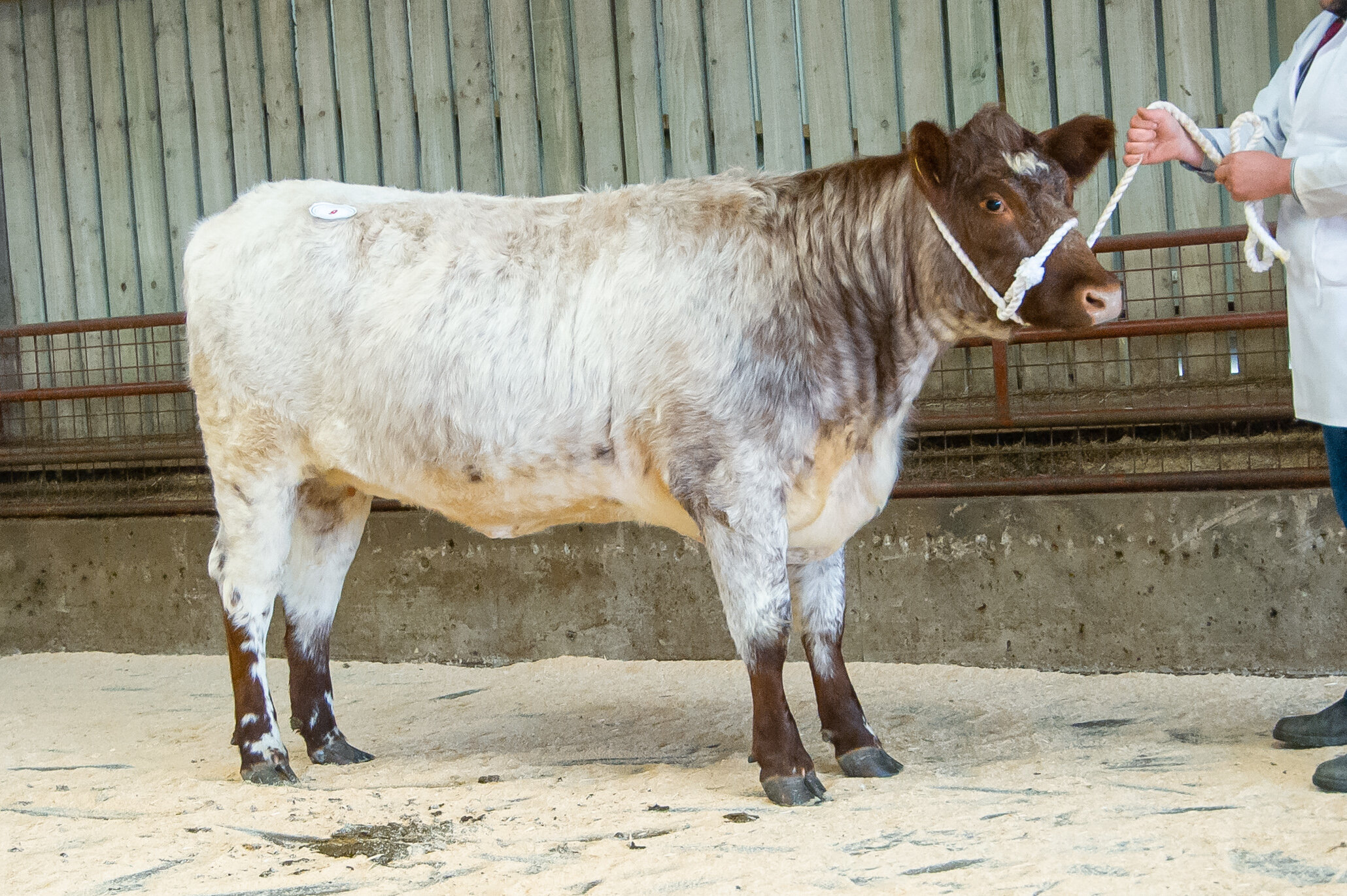 13 Lot 9 Overall Champion in calf heifer sold for 1900 gns from Mr John Wood.jpg
