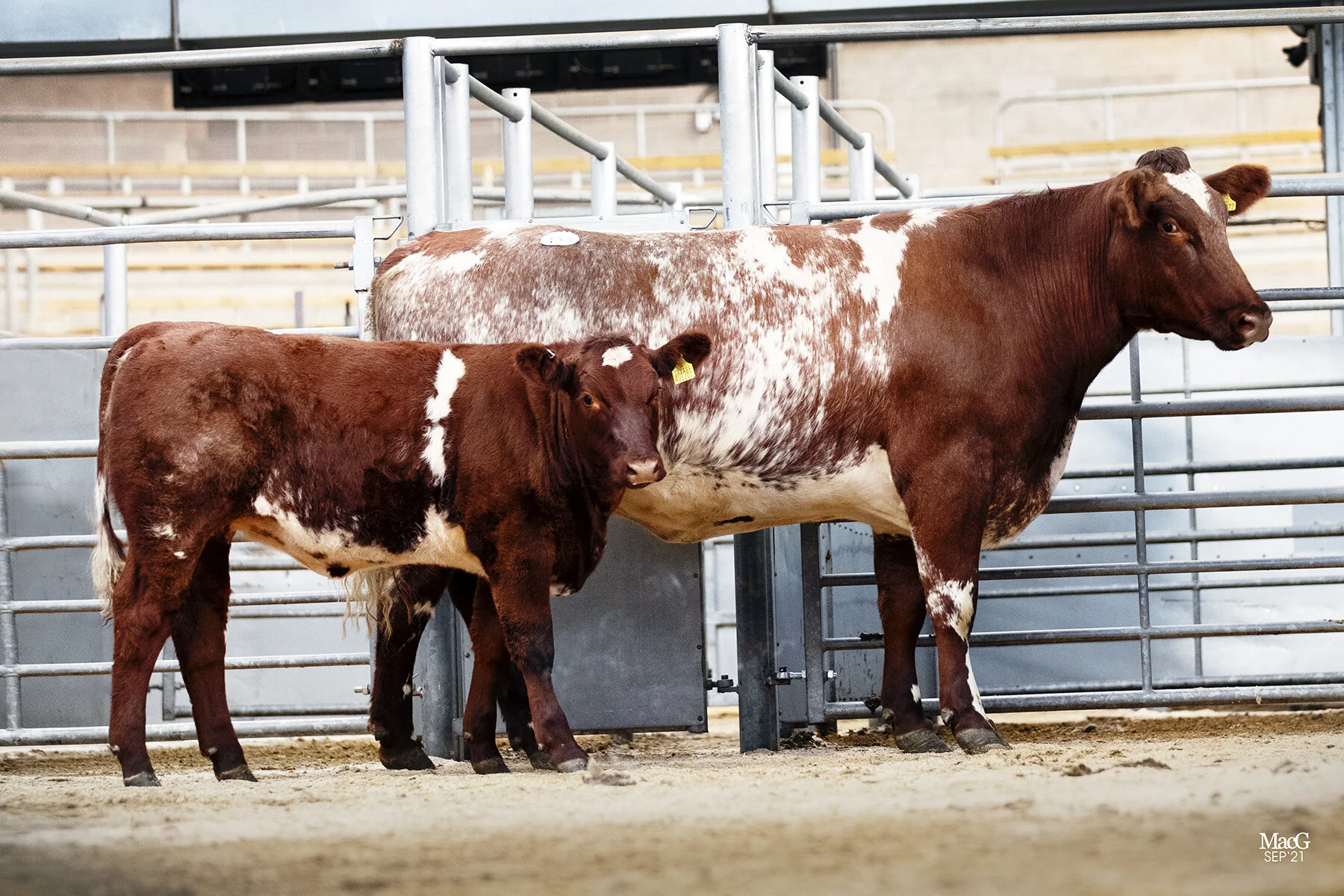 The Beef Shorthorn Cattle Society