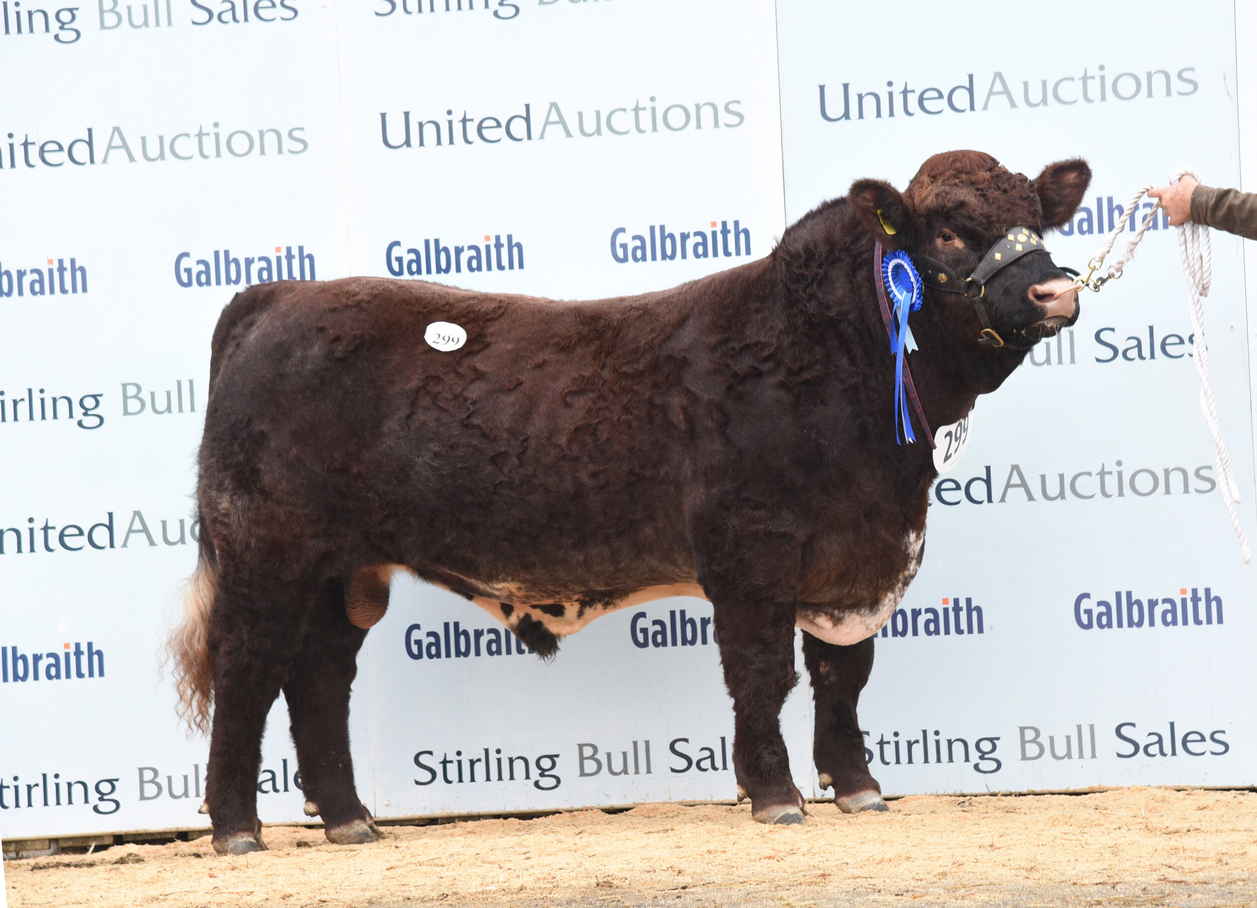 Dunsyre Phineas sold for 7,200 gns at Stirling October 2021 Bull Sales