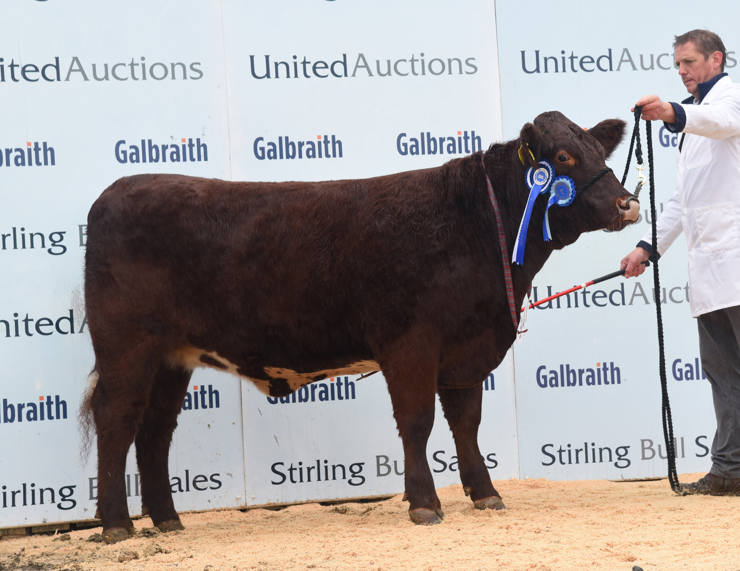 Meonside Miss Ramsden P75 sold for 5,000 gns at Stirling October 2021 Bull Sales