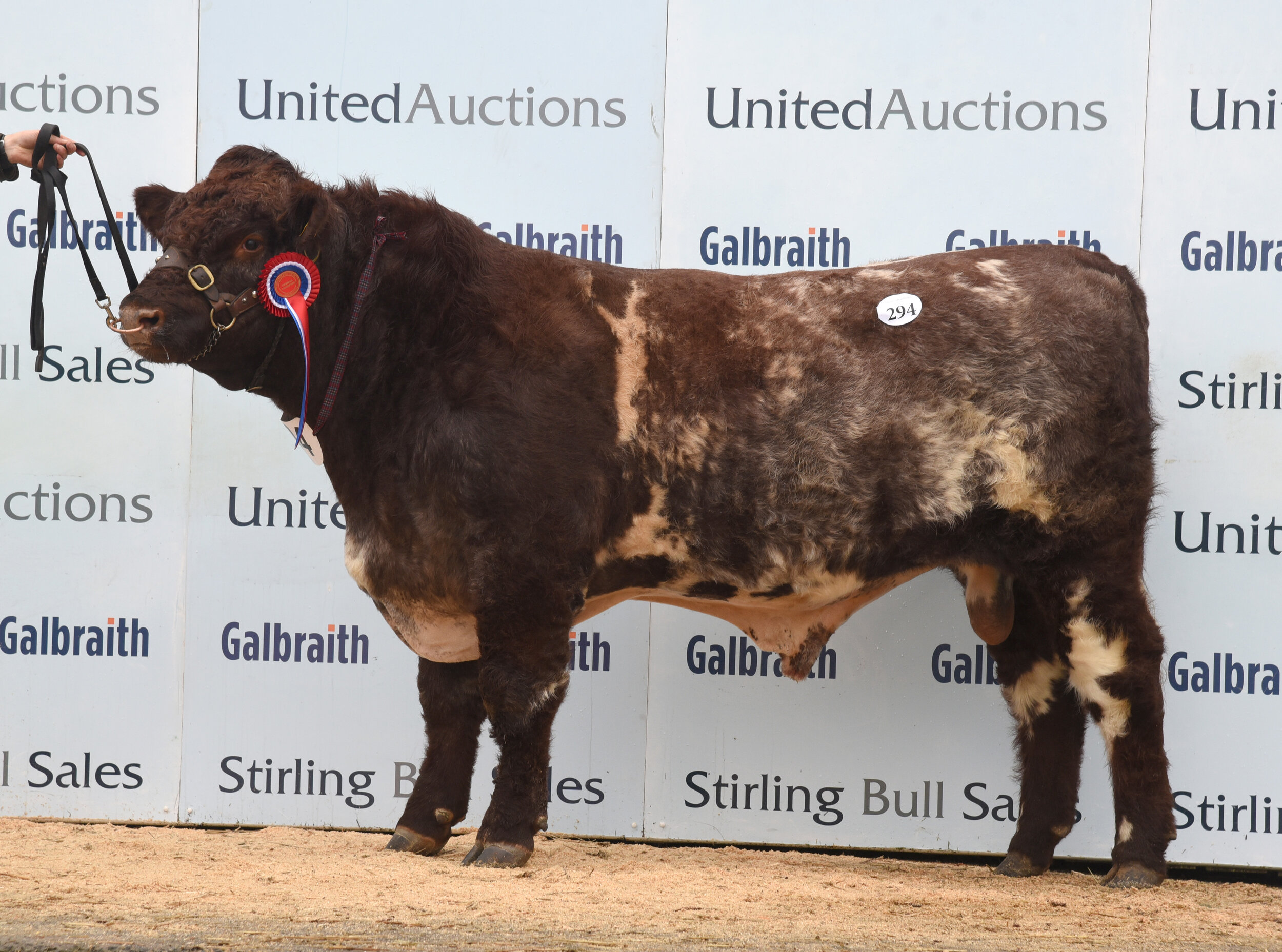 Muiresk Peroni sold for 4,500 gns at Stirling October 2021 Bull Sales