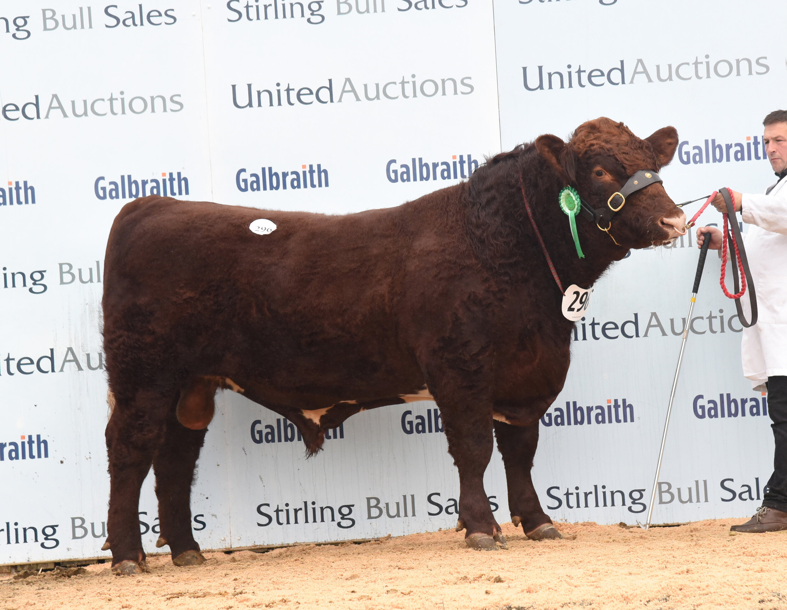 Knockenjig Ptarmigan sold for 6,000 gns at Stirling October 2021 Bull Sales
