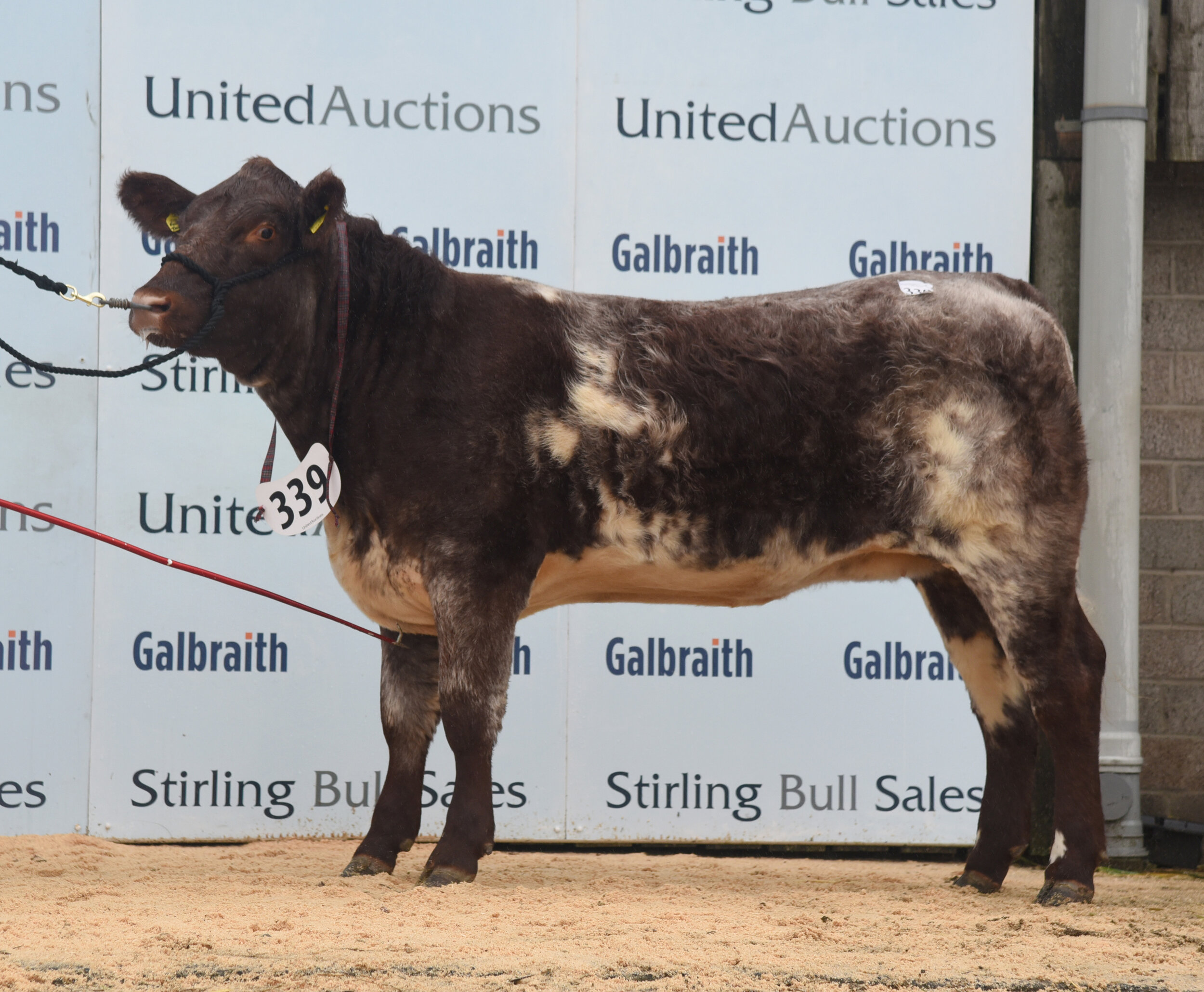 Meonside Foxglove Tansy P59 sold for 4,800 gns at Stirling October 2021 Bull Sales