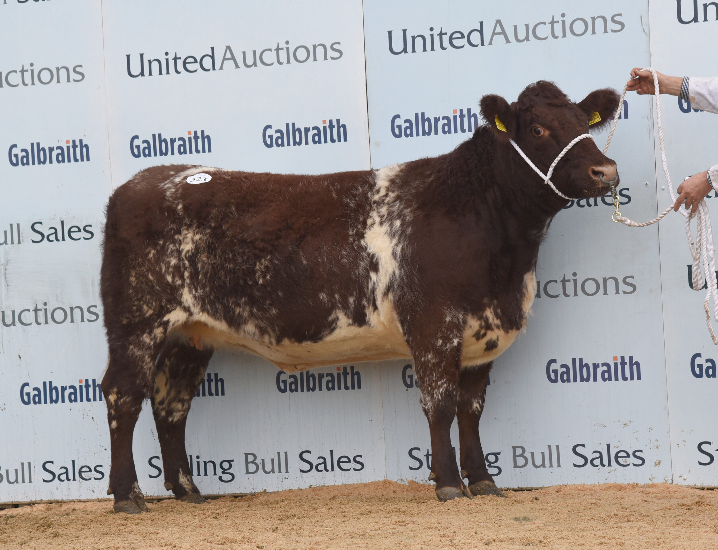 Westbroad Yoga 12th sold for 5,000 gns at Stirling October 2021 Bull Sales