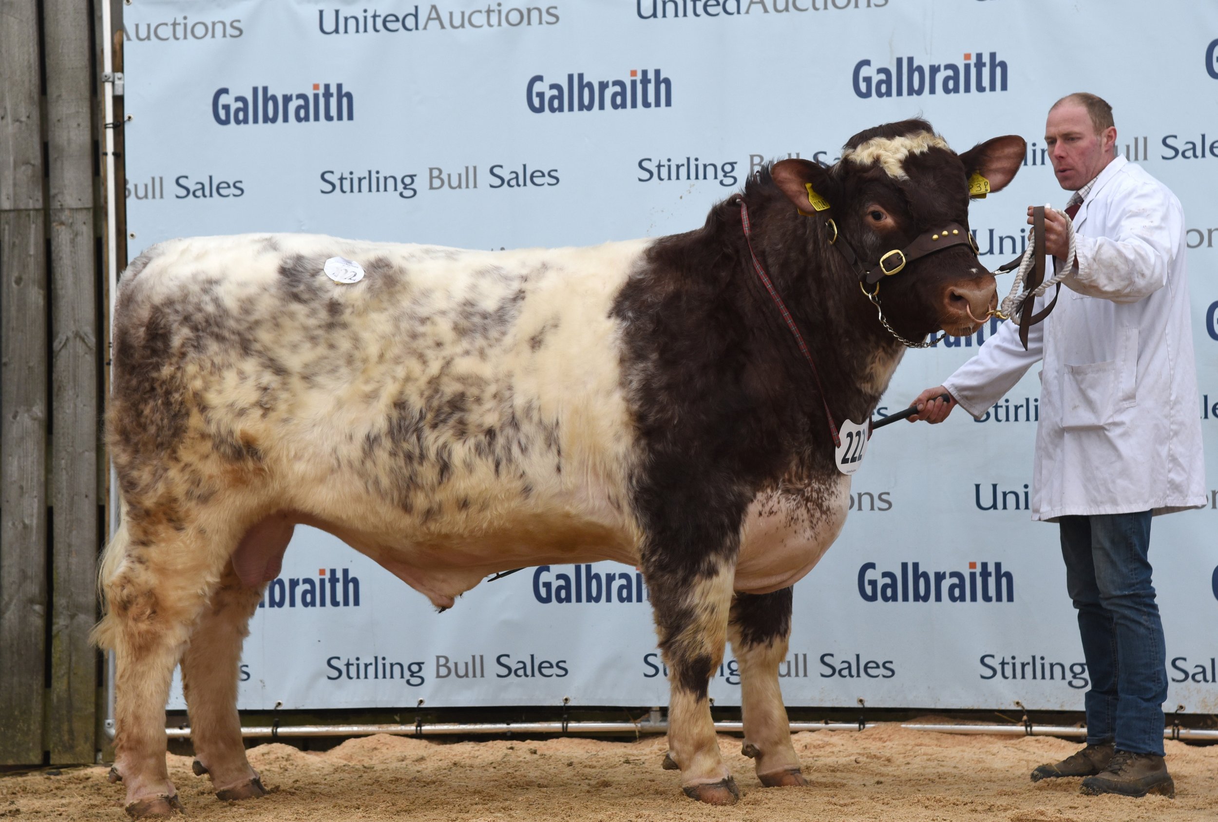 Knowehead Producer, 6,500gns