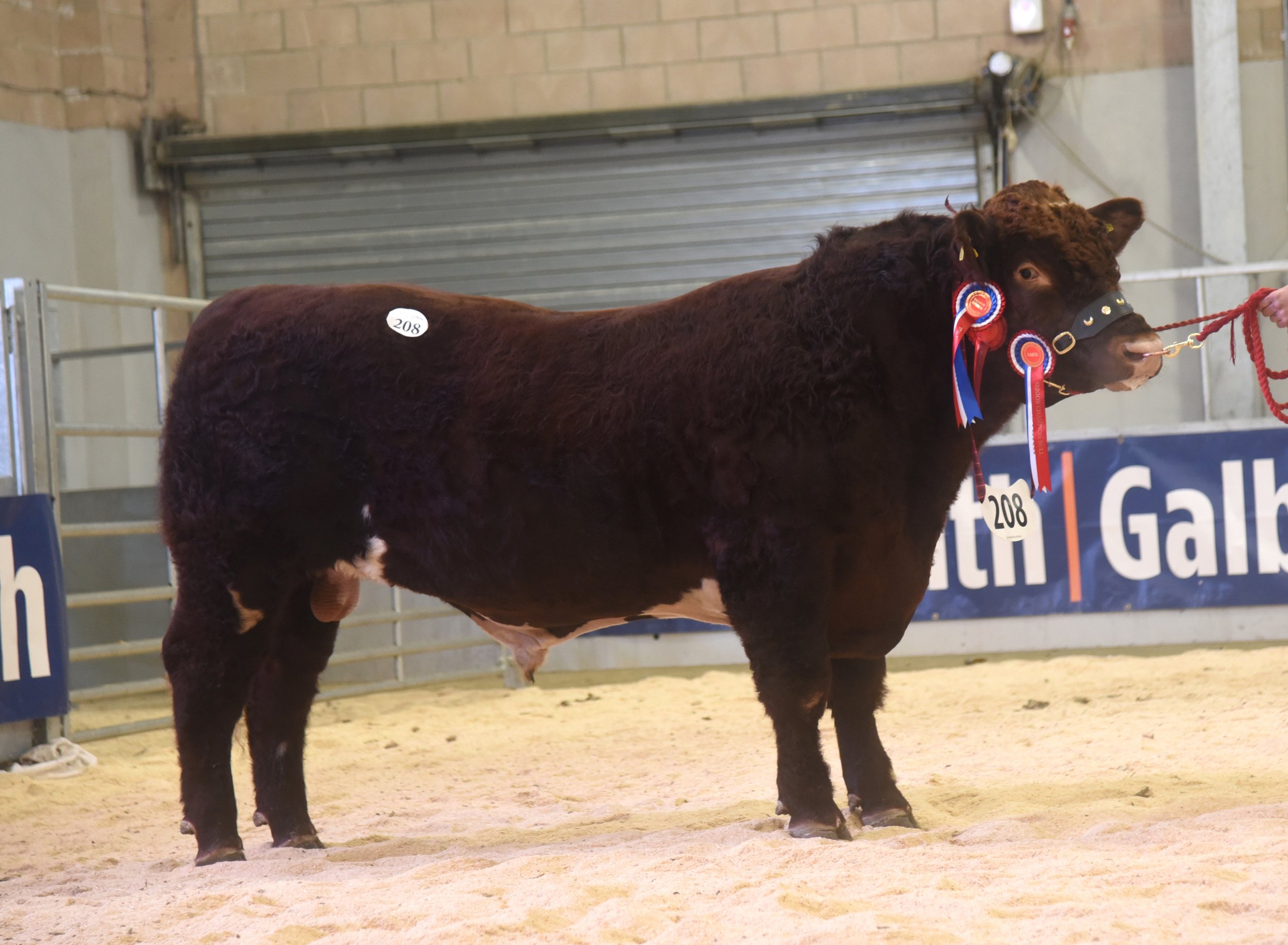 Male Champion, Lowther Pegasus, 8,000gns