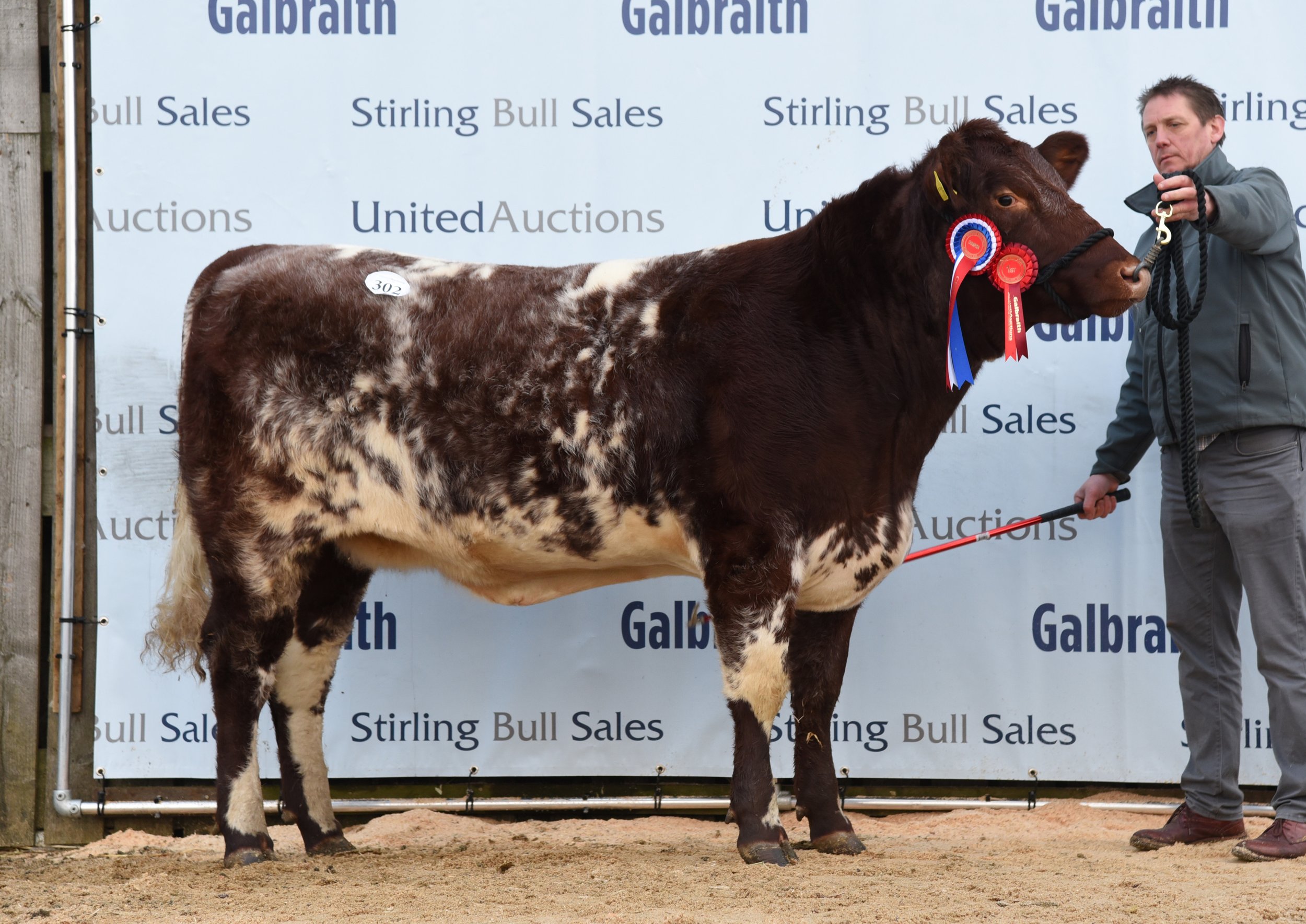 Female Champion, Meonside Millicent Piper, 4,200gns