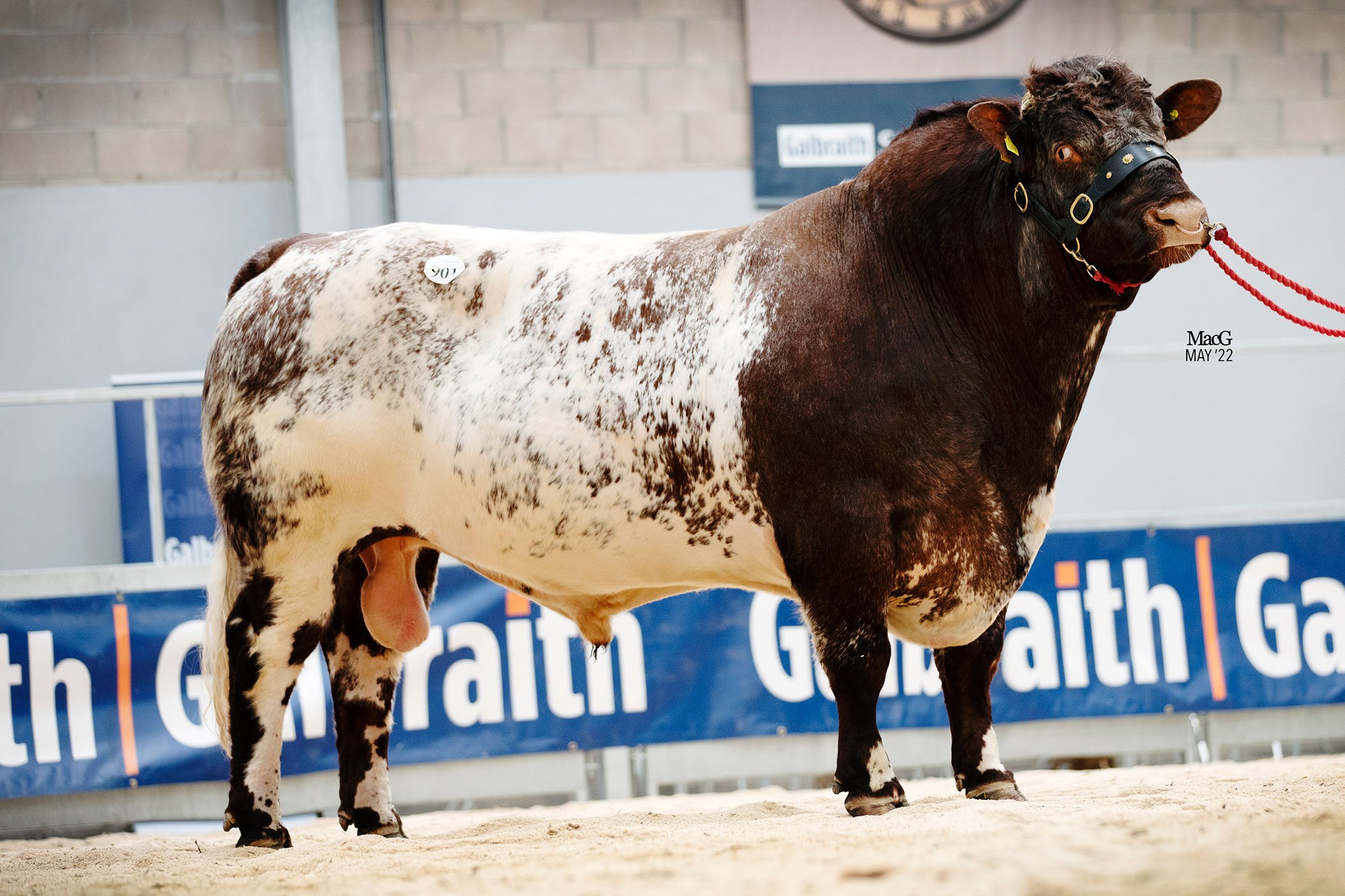 Eastmill Laird sold for 6,000 gns