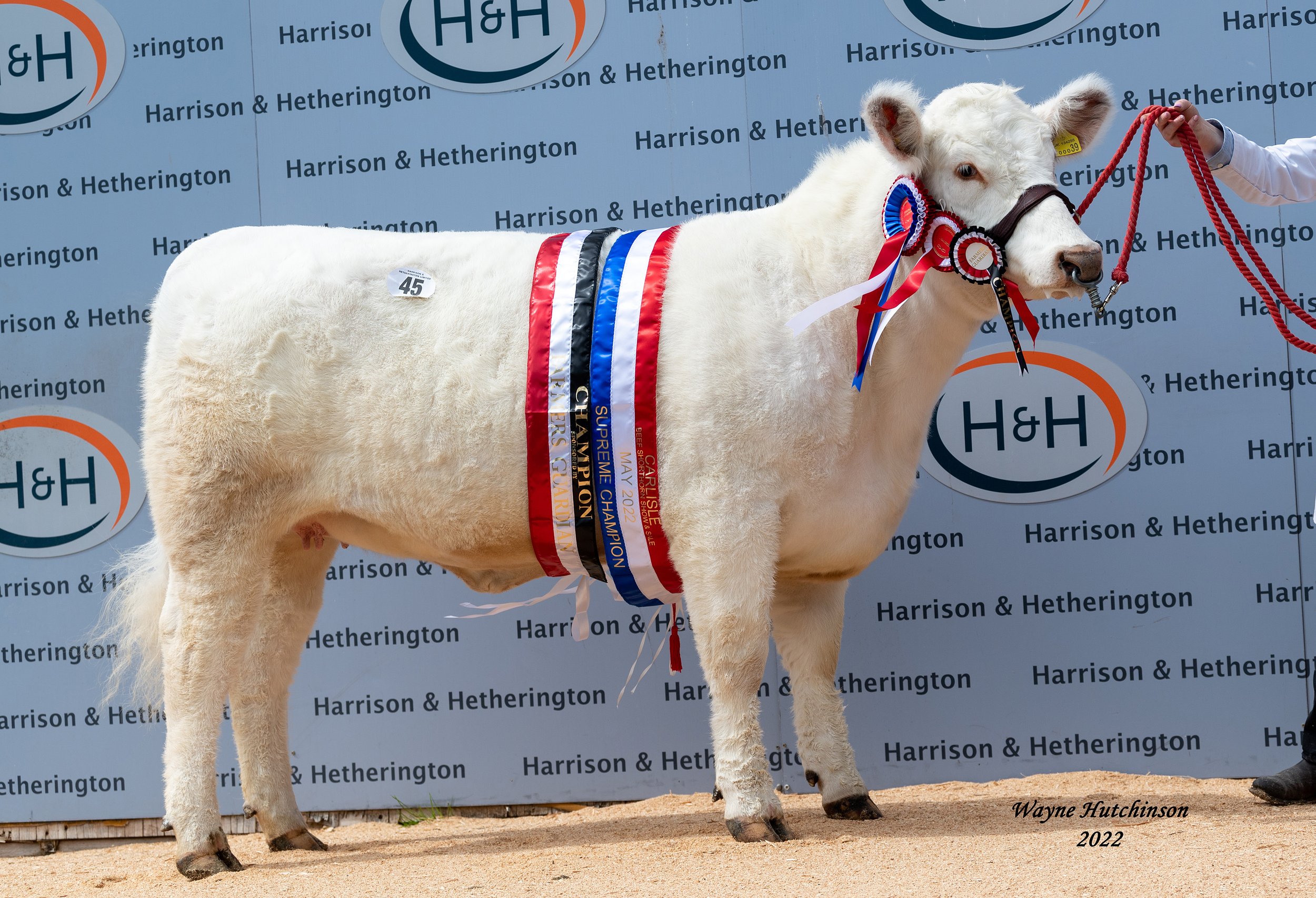 Overall Champion Runleymill Roxburgh Lass Pam