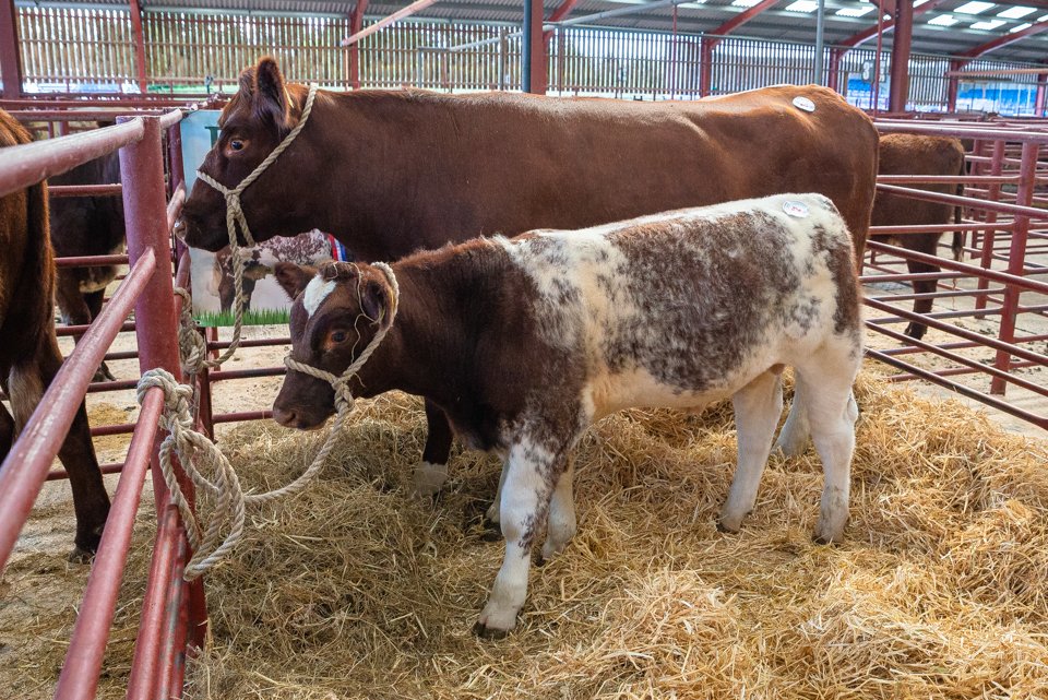 Lot 32 Mr S C Currie sold for 4200gns