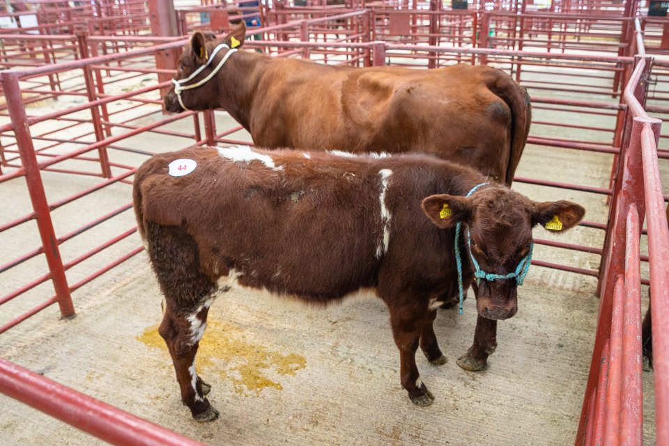 Lot 44 F W Graham sold for 2100gns