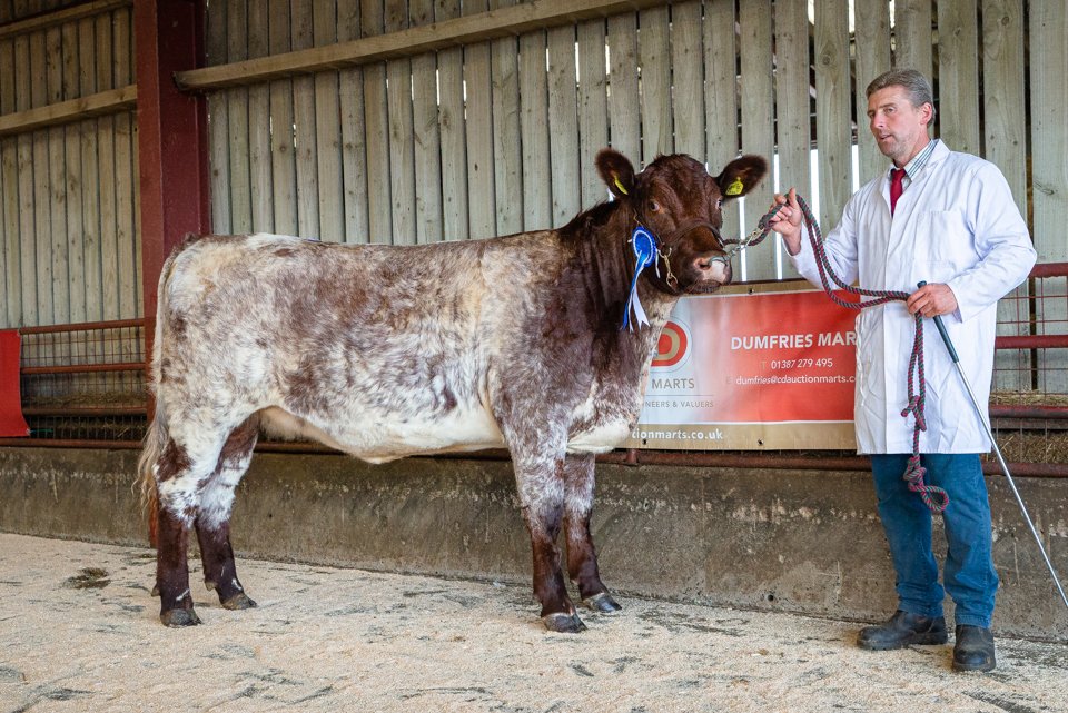 Lot 10 Reserve Champion from Louise Crowther sold for 2500gns