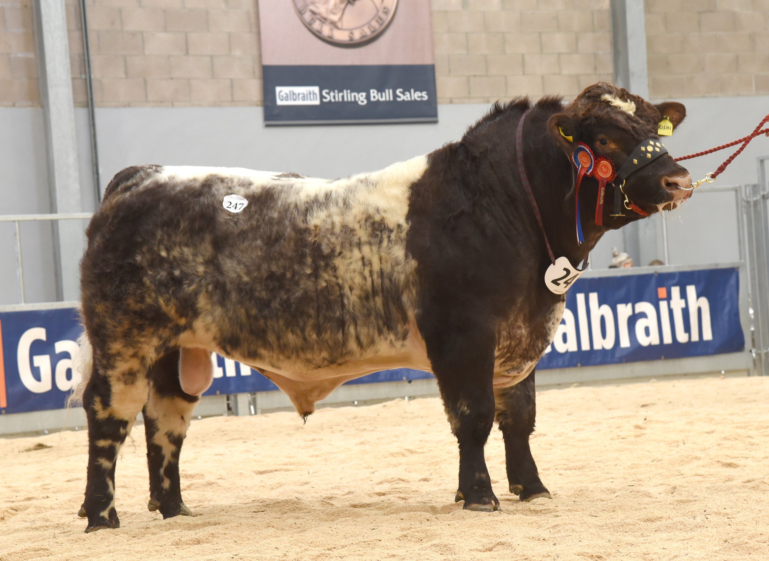 Lot 247 Coxhill Rishi 8,000 gns.jpg