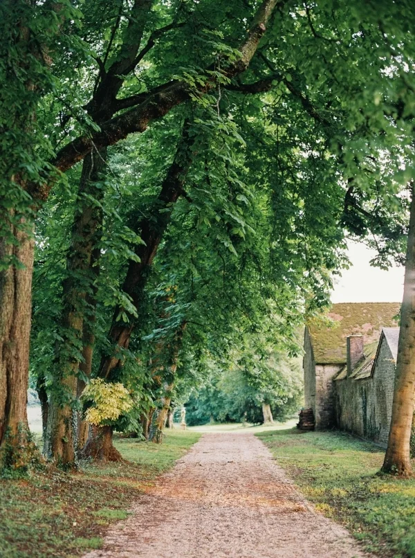 The allée lined with linden trees. Photo by Laura Gordon.