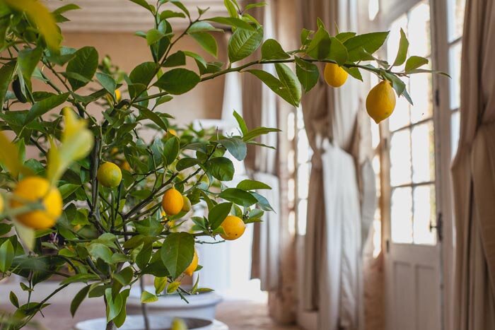 A lemon tree with fruits on it decorates the Orangerie in winter, a large event space available to rent for a French chateau wedding.