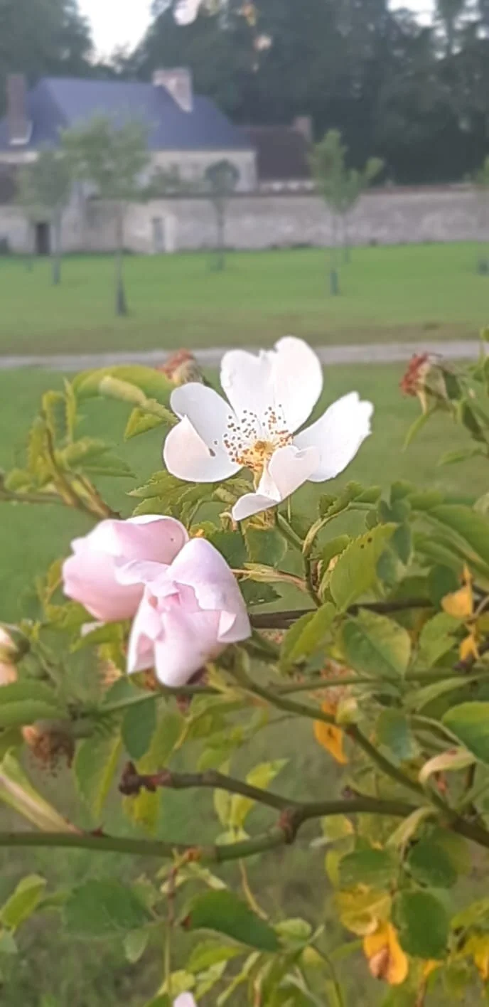 Quiet spring at Courtomer