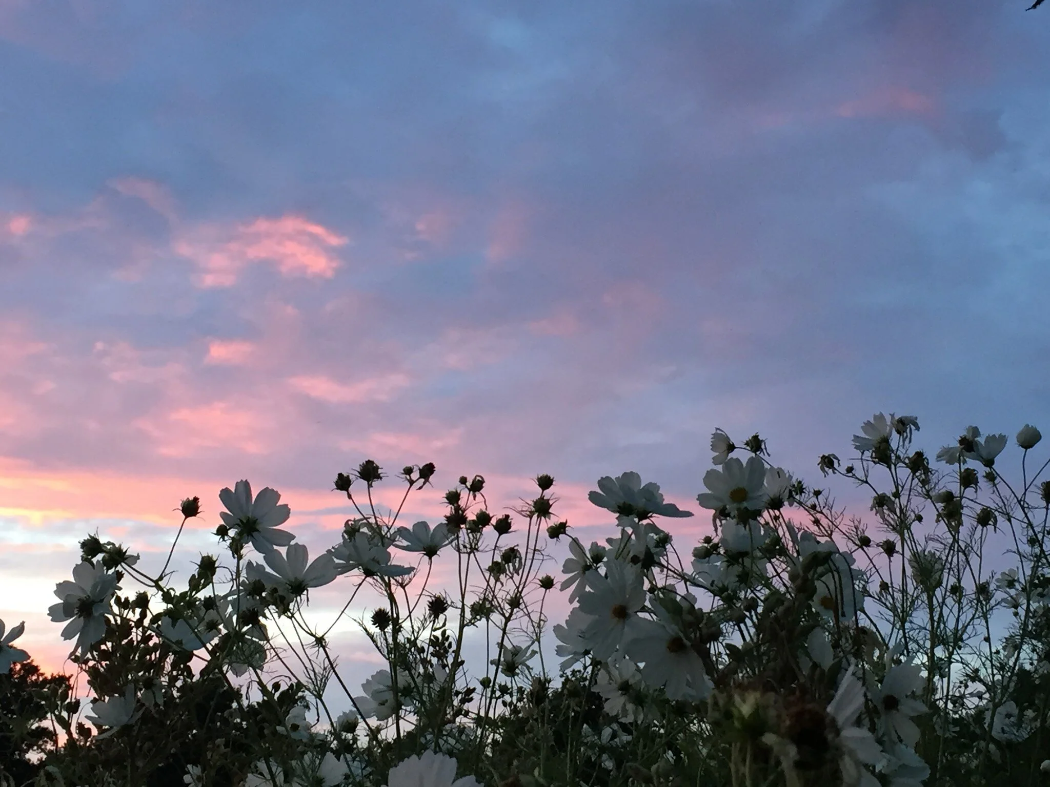 August at the Chateau...summer nights and shooting stars...hot days and French traditions...