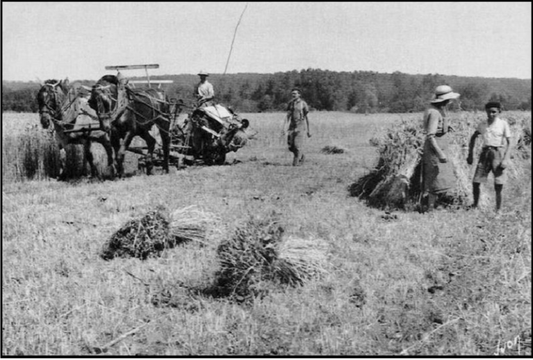C’est la moisson…long summer days, balmy nights, and harvesting wheat at the Chateau…
