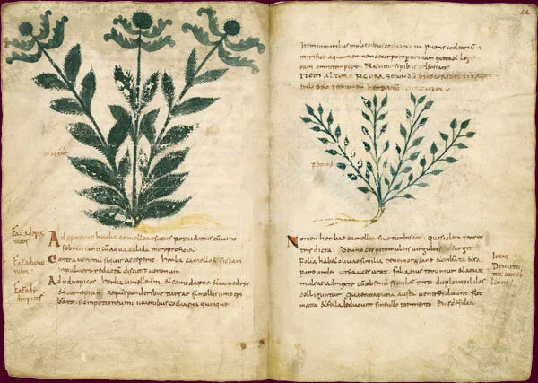 The lost garden...this week's letter from Elisabeth at Chateau de Courtomer