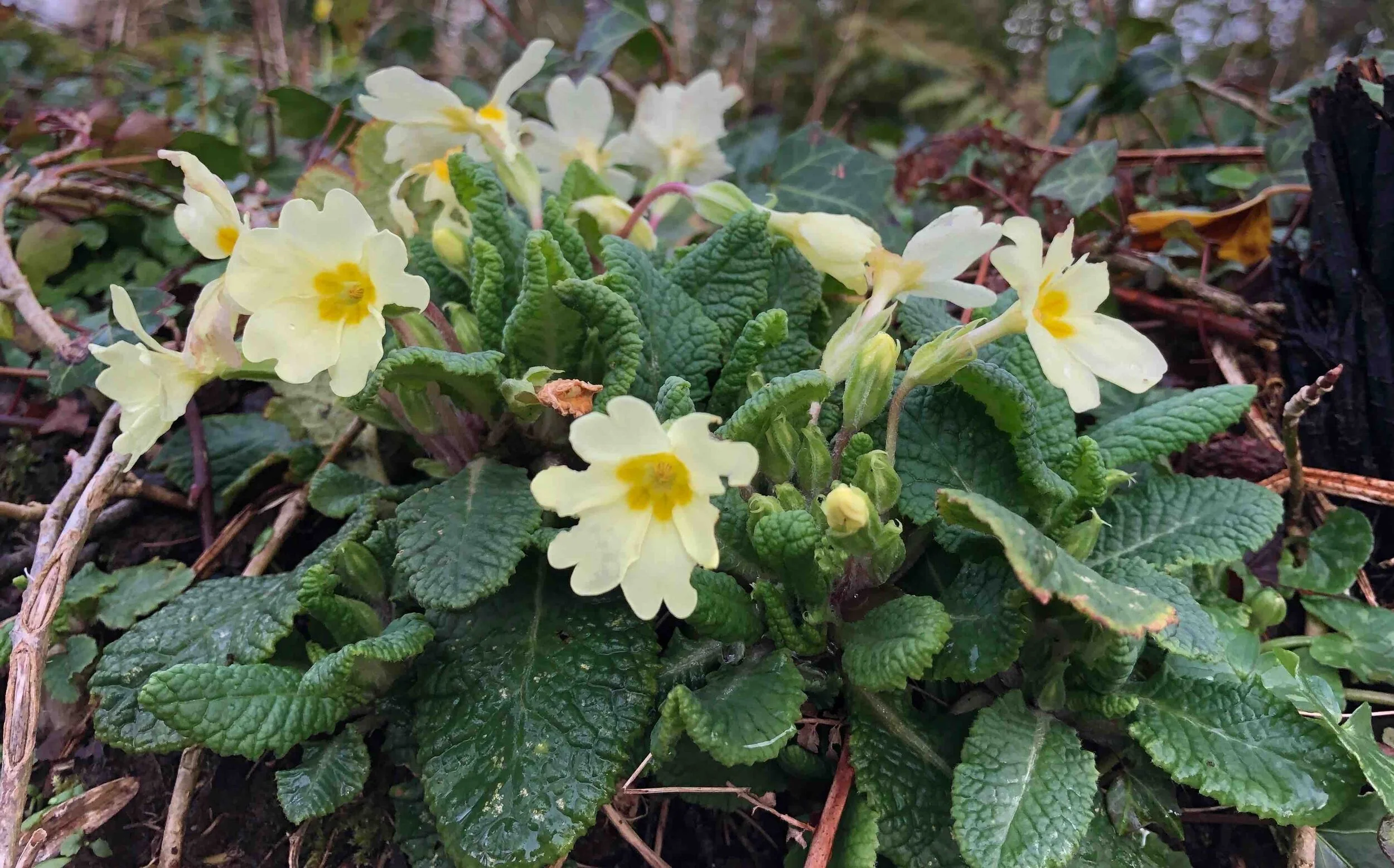 Spring equinox...the mighty oaks of Normandy