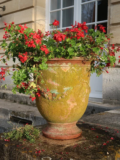 Ripeness is all...summer's harvest at the Chateau