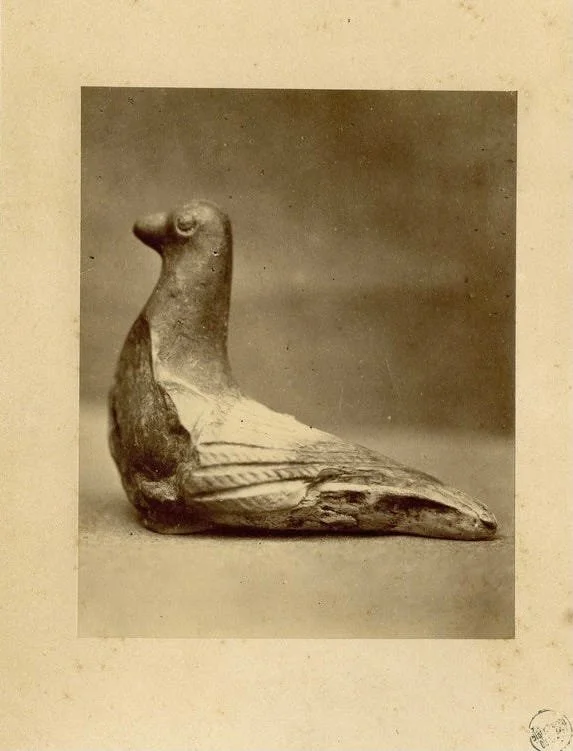 The noble pigeon