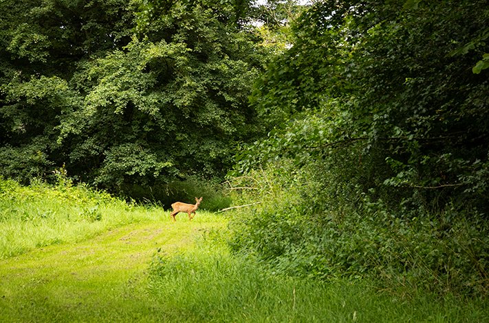 A deer walking through the lush forest in the park of Chateau de Courtomer in Normandy, France.
