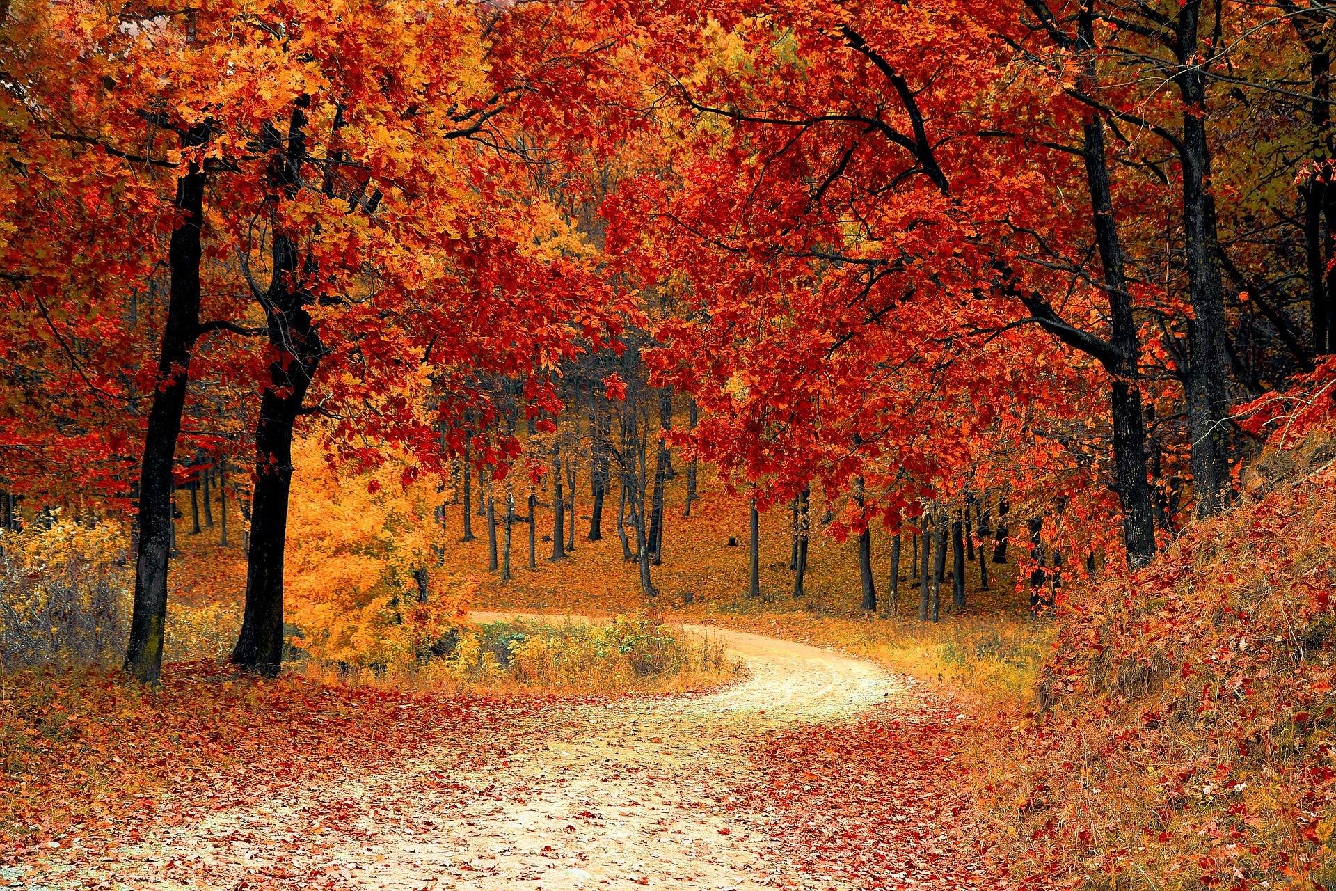 A track surrounded by beautiful autumn leaves in a secluded, wooded area near the grounds of a French chateau.