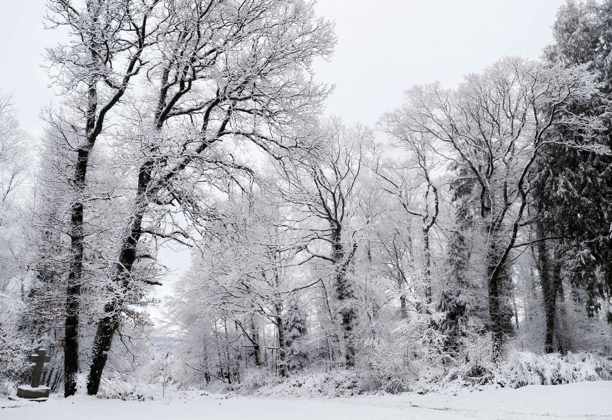 A winter scene of trees covered in snow in a wooded area near Cheateau de Courtomer in Normandy.