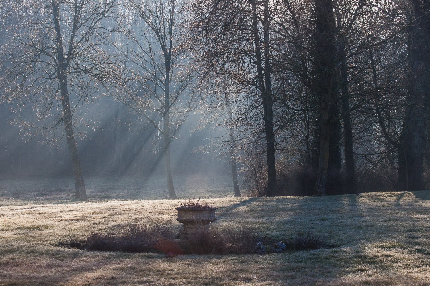 Sunbeams shine through the trees in a frosty field on the grounds of Chateau de Courtomer.