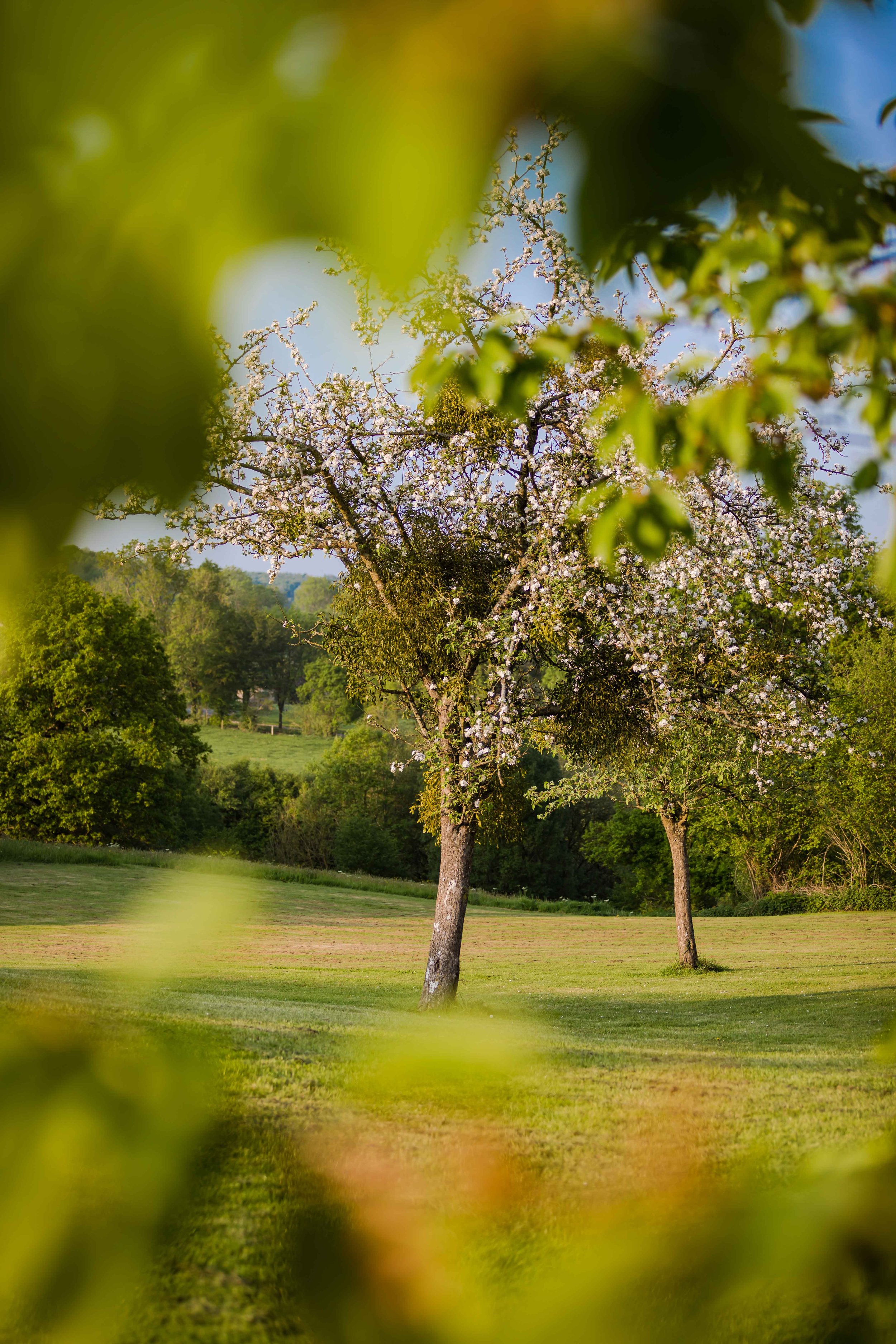 A cluster of trees on a manicured lawn in the Spring; a perfect setting for weekend getaways in France.