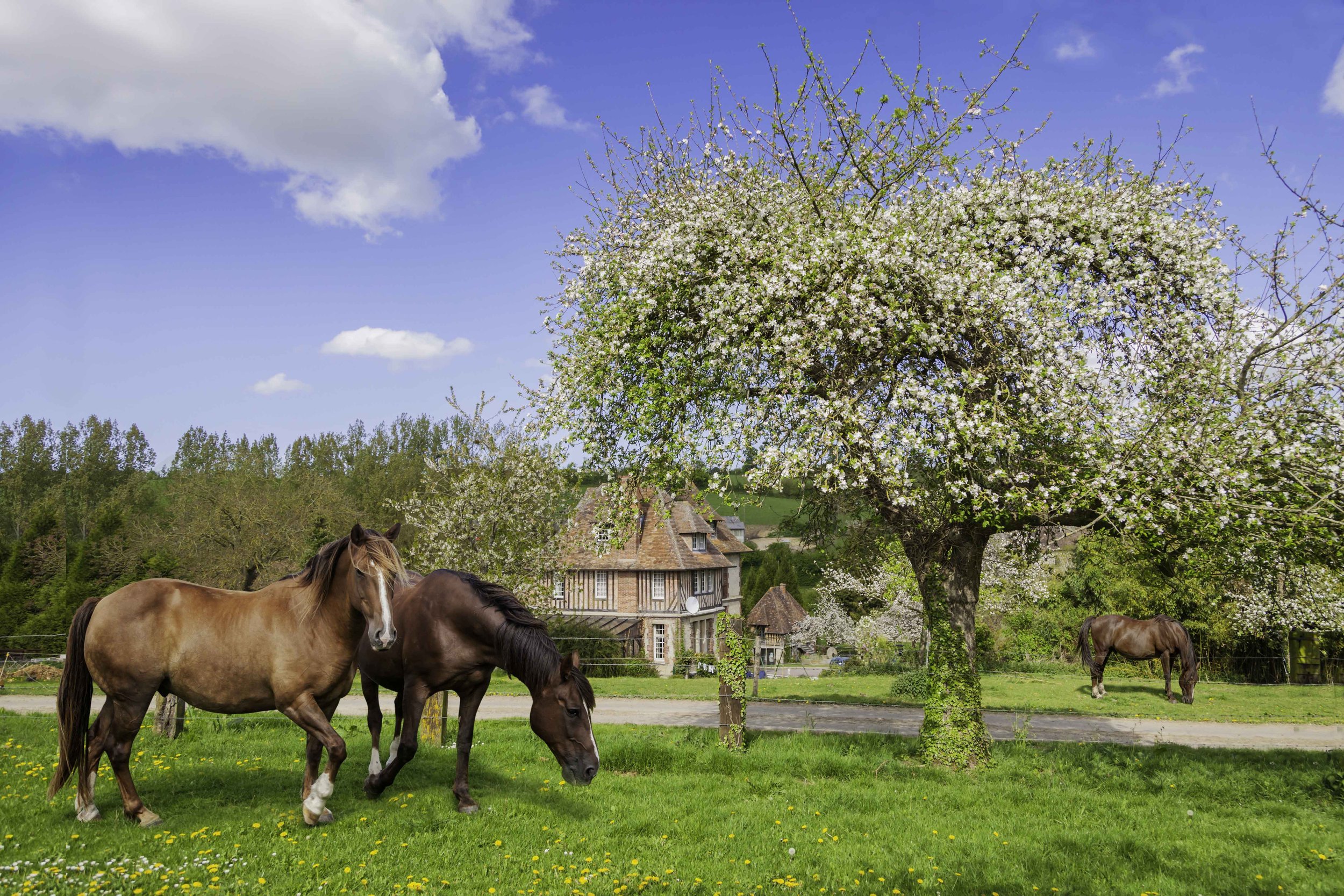 Two horses grazing in a grassy field under an apple  tree covered in blossom on a bright day in Normandy.
