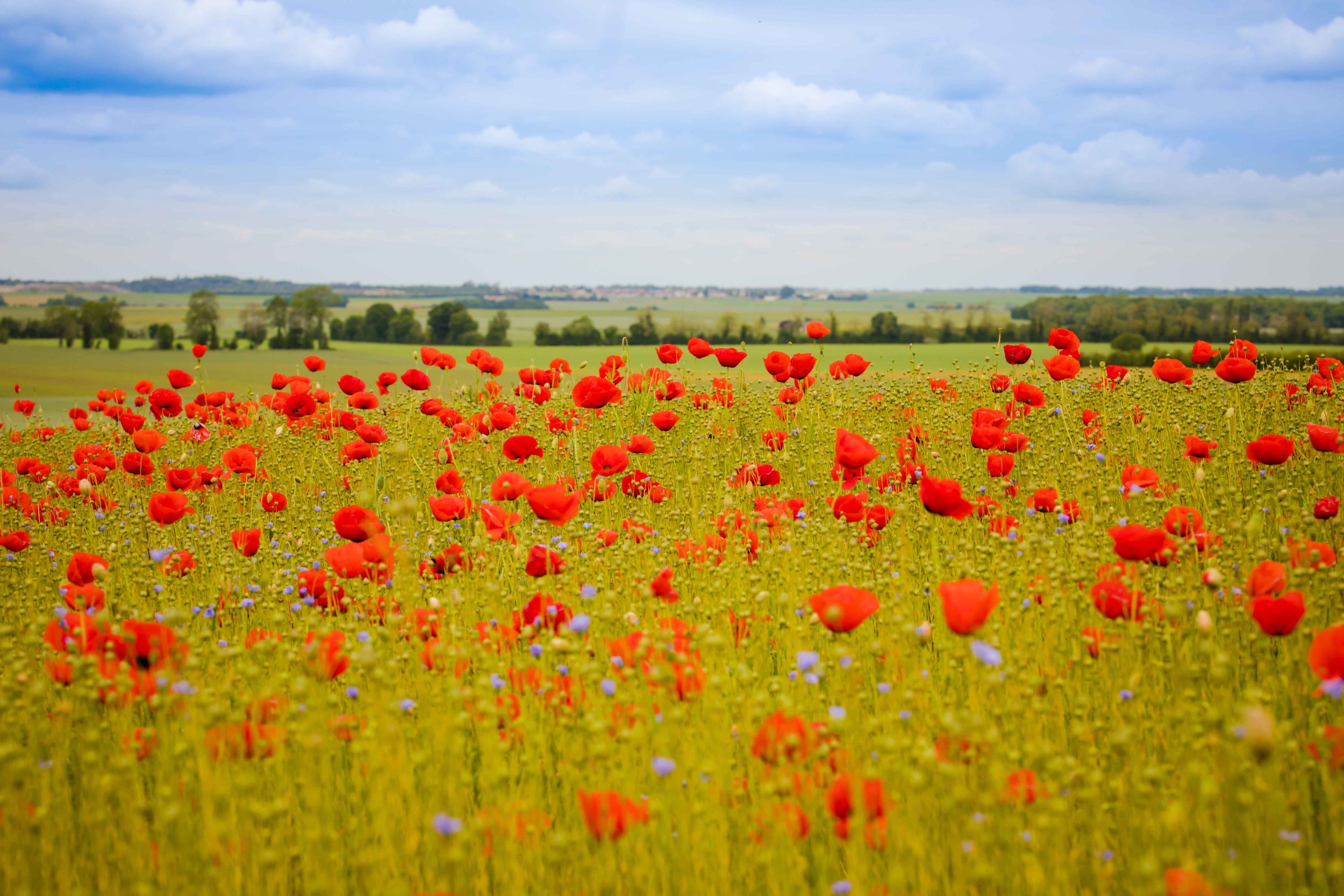 A field of red poppies; pretty scenery you might come across during a chateau break in France.