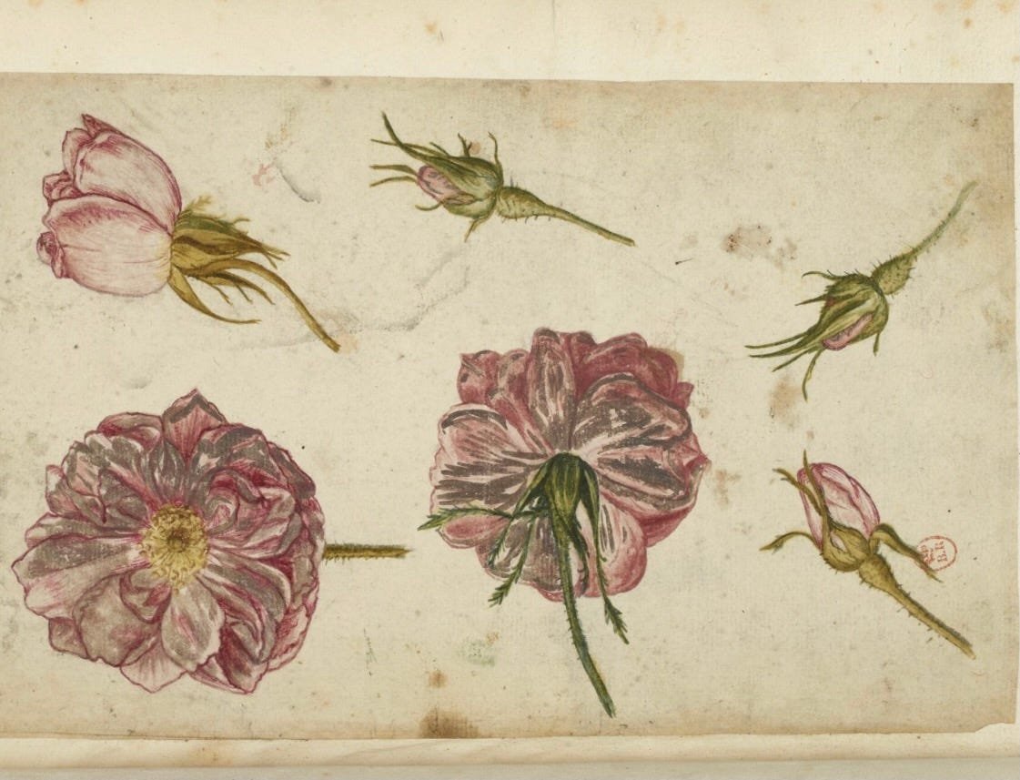 Sans culottes in the rose bed The savage and the sweet...the rose endures...