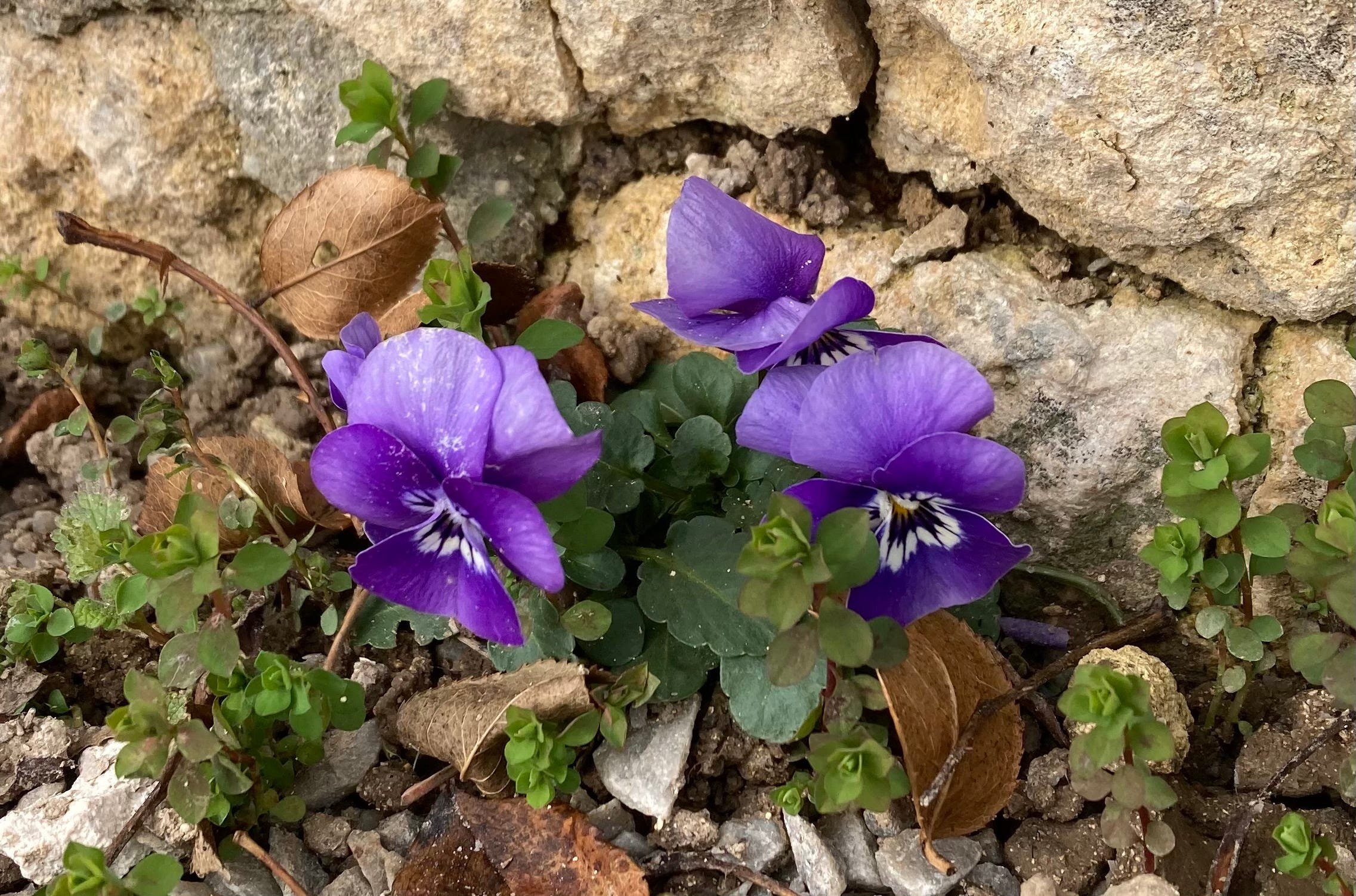 Spring in the gardens of the Chateau