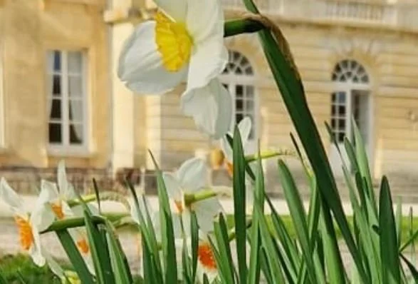 The baron's ambition