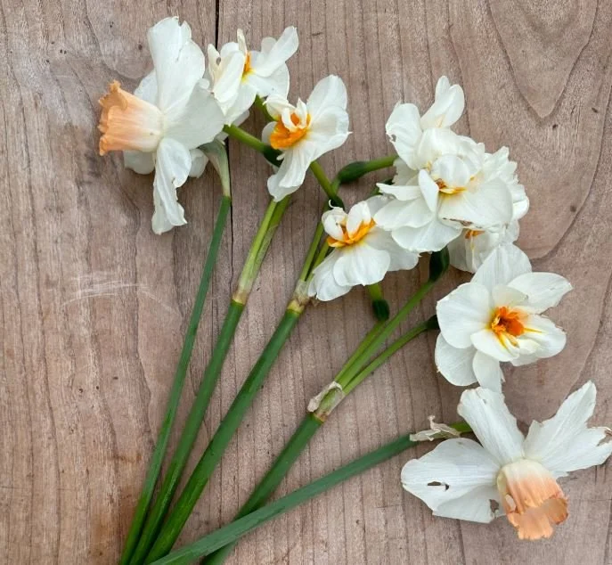 Let the bells ring...à la joie!