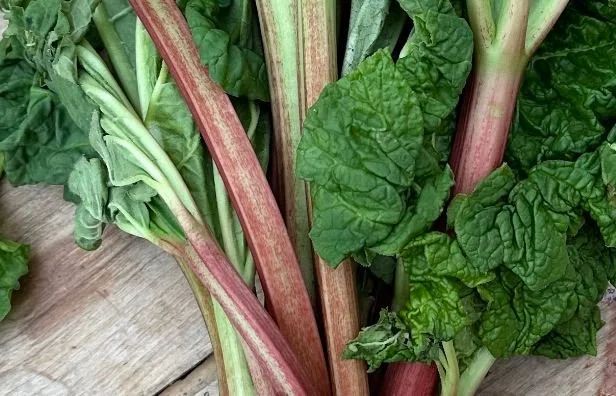 A bouquet of rhubarb
