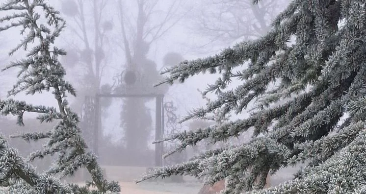 Winter work and the woods. It's time to cut firewood...and to remember the woodlands