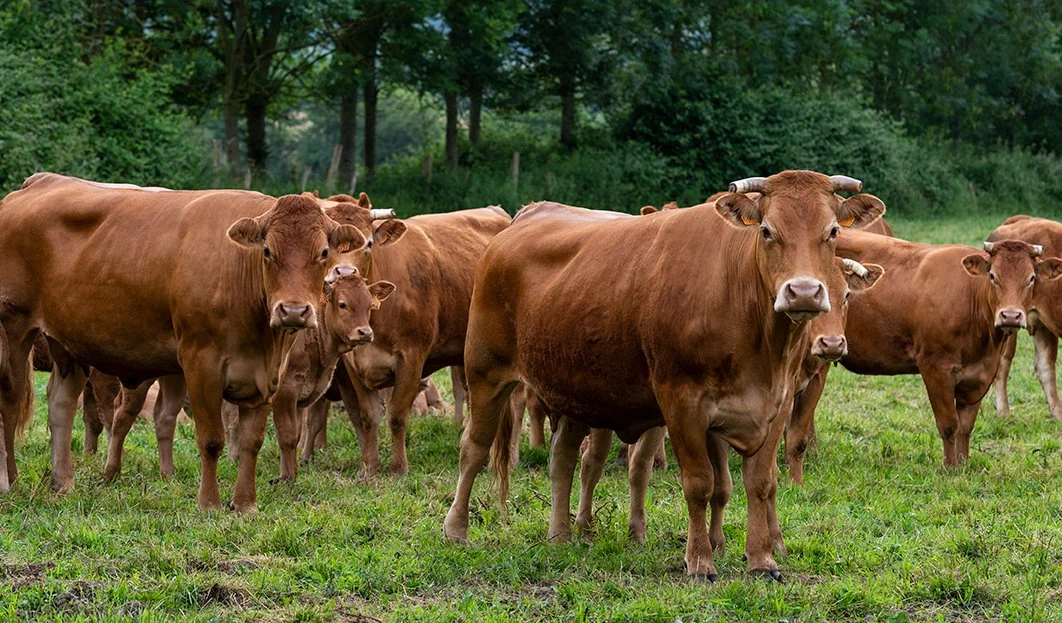 F Limousine cattle at CdC.jpg