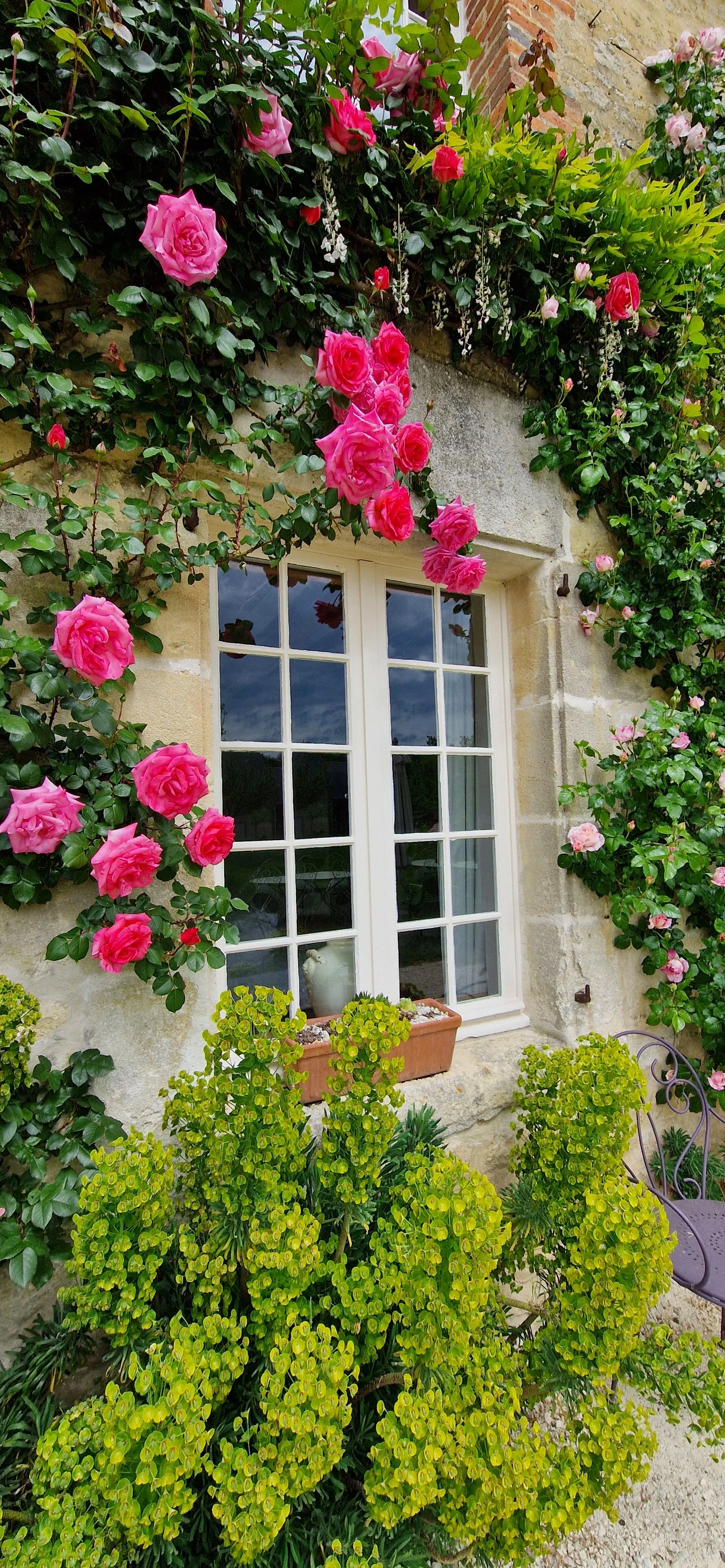 L Roses on the farmhouse.jpg