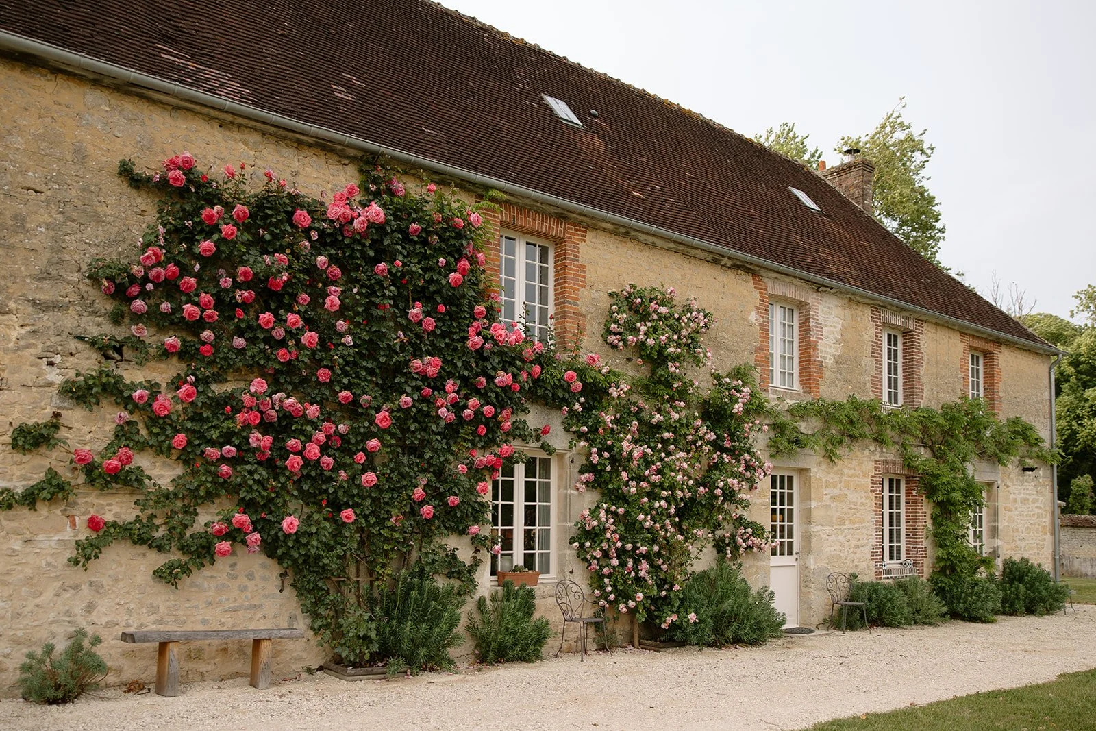 Beautifyl Roses Outside The Farmhouse Guest Accomodation in Normandy