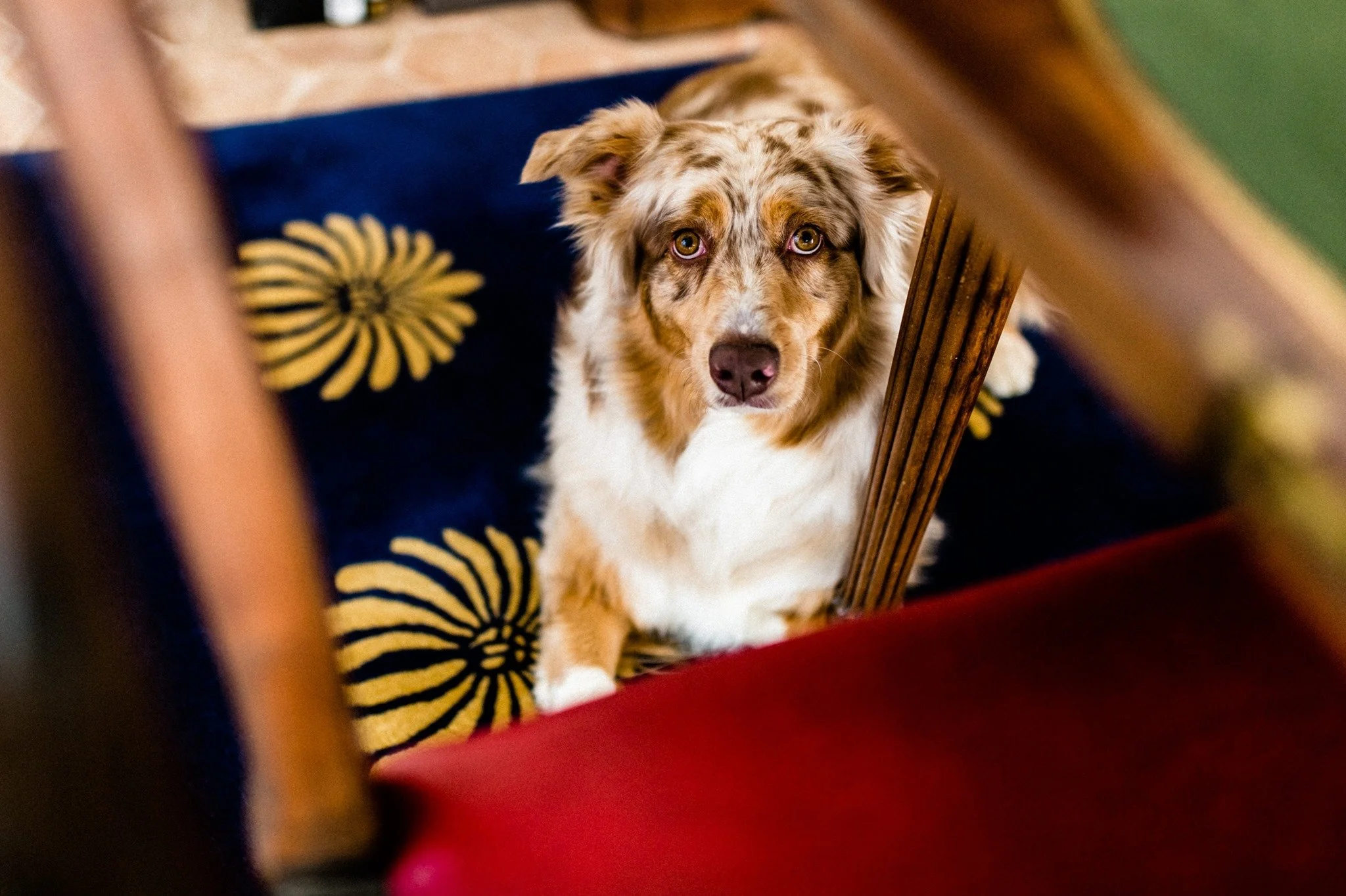 Dog looking up from the table in the chateau