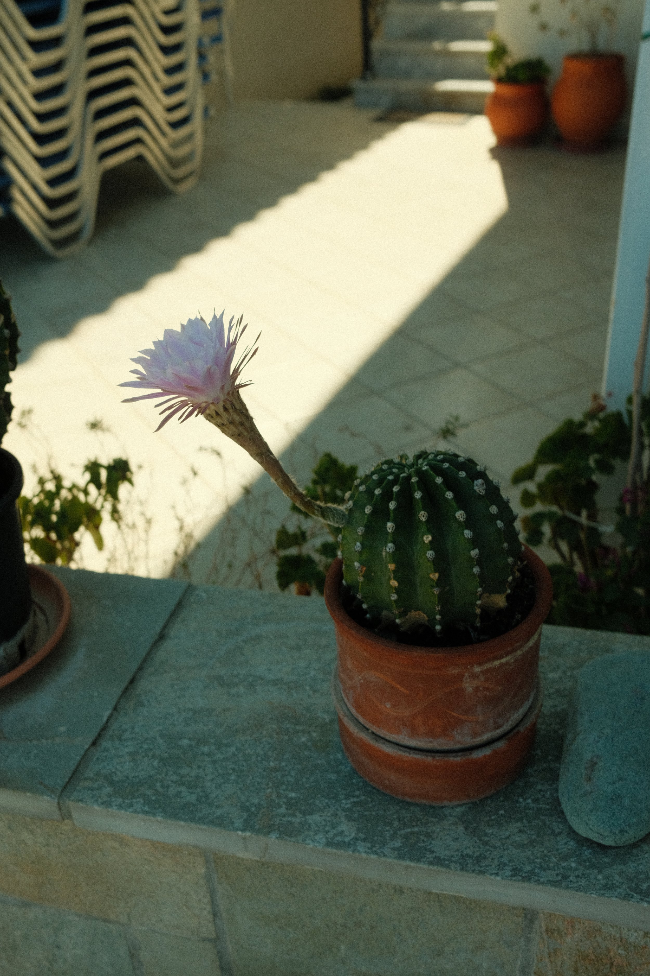 DSCF0108.JPG