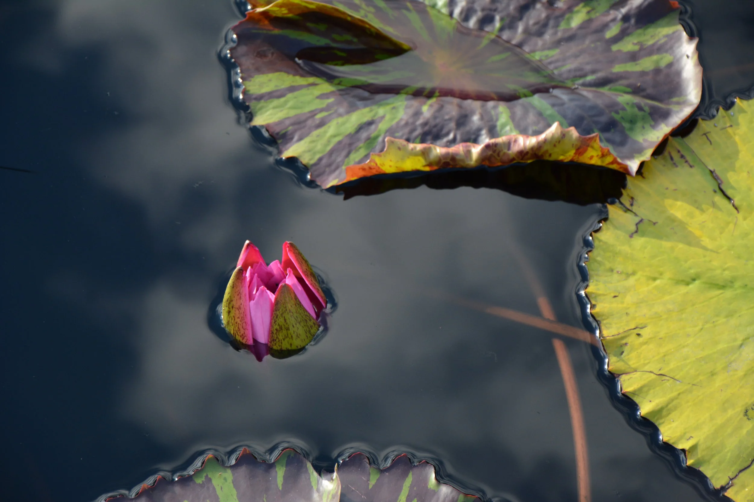 DSC_0179.jpg