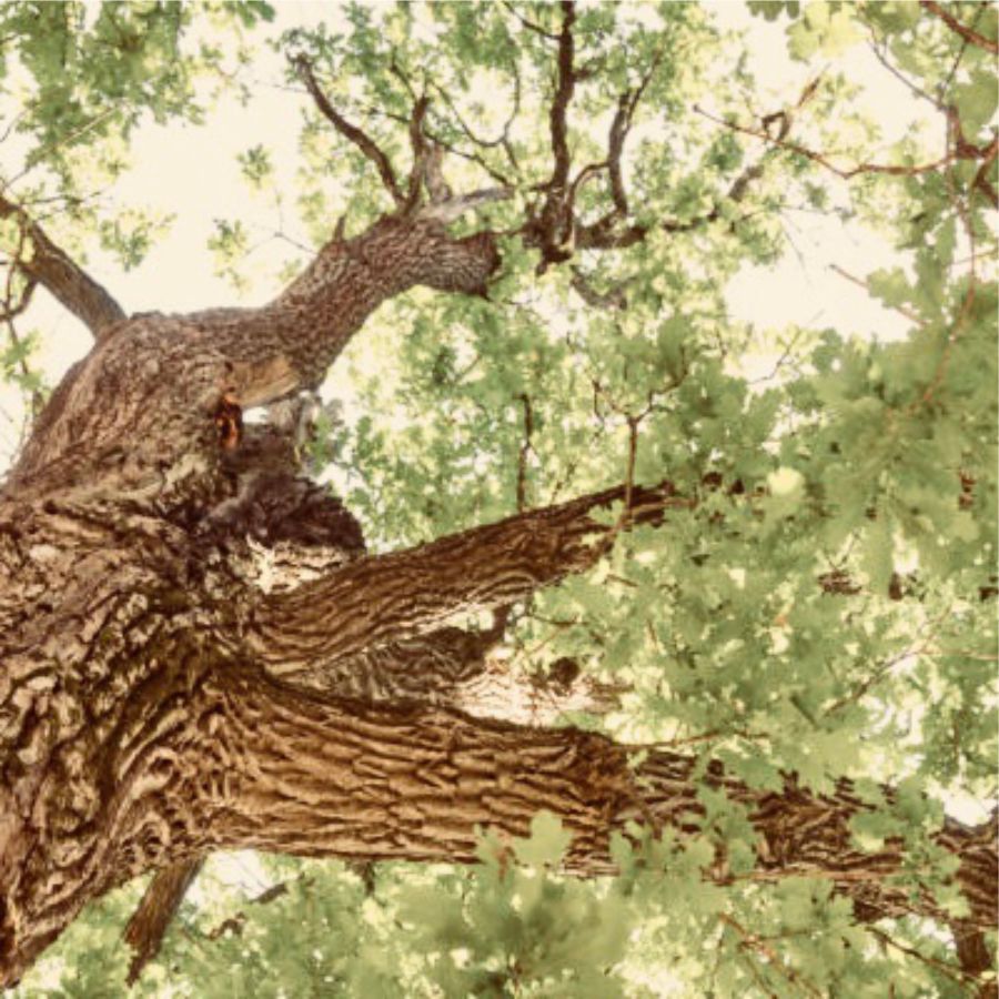 Asheville-Arborcare-Tree-Services-Invasive-Pre-Construction-Management.jpg