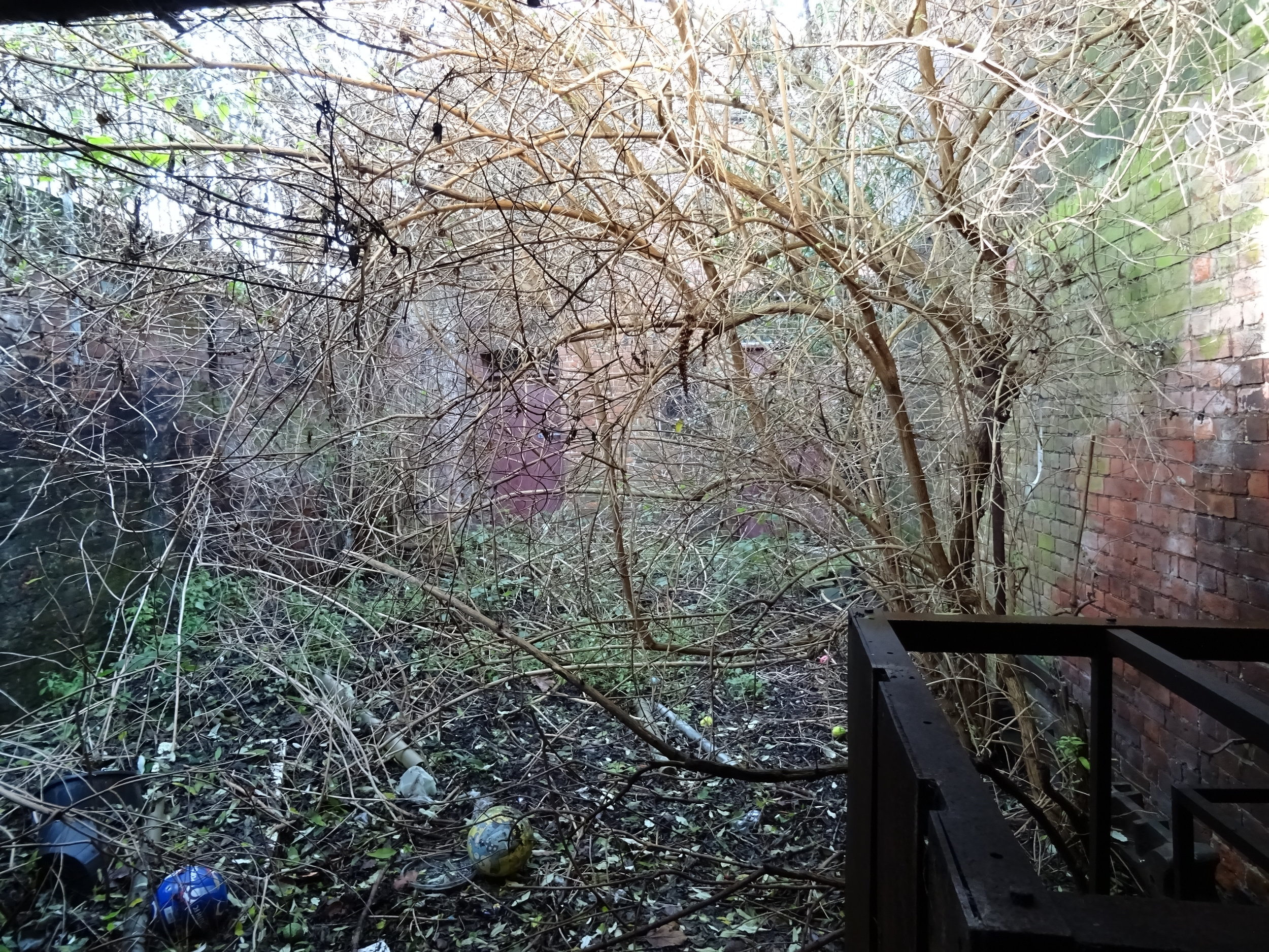 treadgolds garden 003.JPG