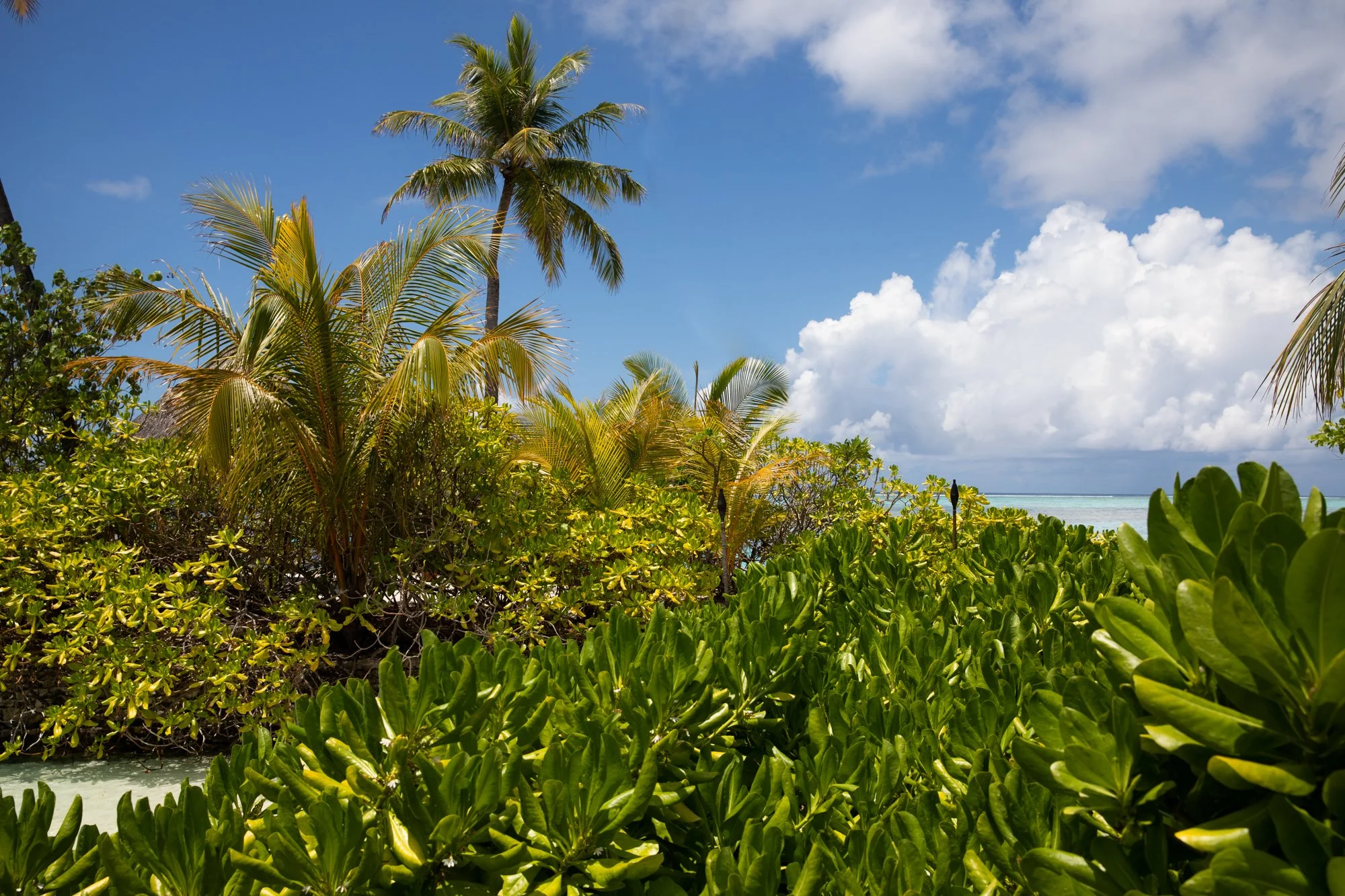 MALDIVES_REEL-29.jpg